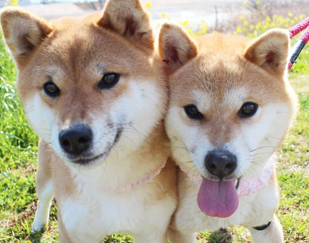 柴犬たま Shibainu Tamaさんのインスタグラム写真 - (柴犬たま Shibainu TamaInstagram)「春のお散歩はテンションが上がるね🐶🎵 * Caption trans🇬🇧 It will be hilarious when going for a walk in spring🐶🎵 * #柴犬たま #たママ #たま家族 #柴犬ミケ #一眼レフ #一眼レフカメラ #お散歩 #菜の花 #花とたま #花とミケ #春 #笑顔 #仲良し親子 #かなりひし形 #柴犬 #shiba #shibainu #shibastagram #犬 #dog #多頭飼い」3月14日 14時05分 - tama7653