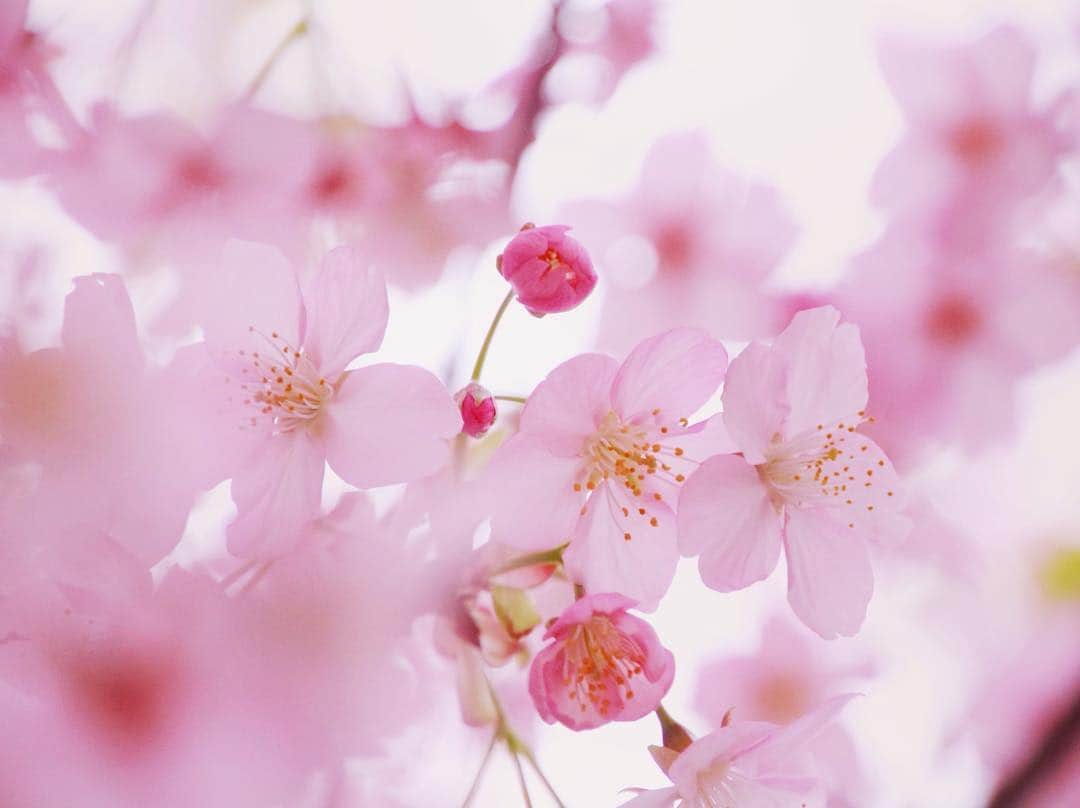 アクネスラボさんのインスタグラム写真 - (アクネスラボInstagram)「今年も可愛い桜が見られる季節です。やはり、春は良いですね。 ・ #桜 #cherryblossom #さくら #春 #spring #散歩 #風景 #景色 #花 #flower #flowers #アクネスラボ #大人ニキビ #ニキビ肌 #肌質改善 #にきびケア #ニキビあと #ニキビ跡 #美肌ケア #美肌 #美肌レシピ #透明感 #春コスメ #コスメマニア #cosmetics #乾燥肌 #敏感肌 #ゆらぎ肌 #不安定肌」3月14日 14時05分 - acneslabo_official