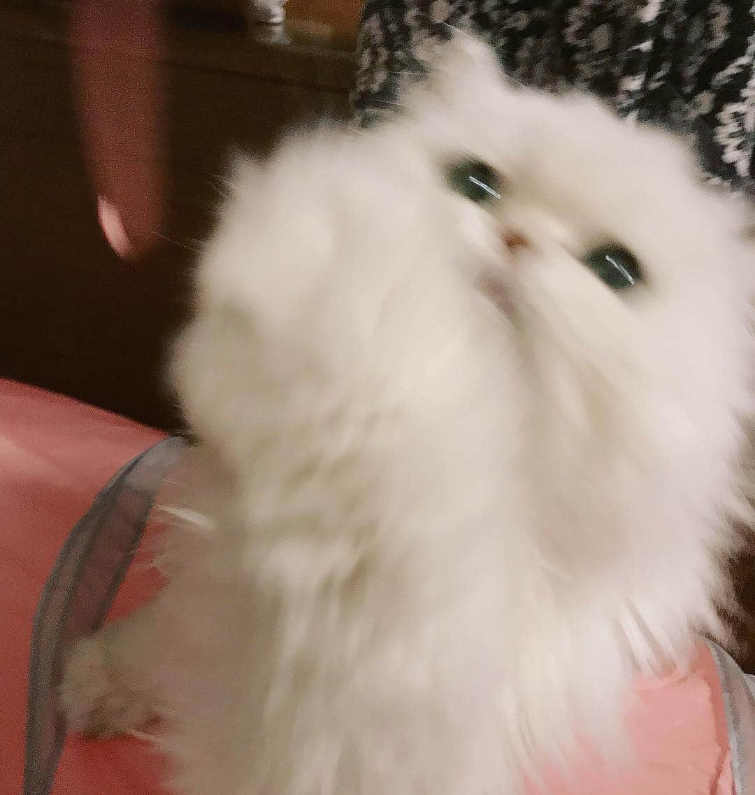 manami☺︎satoさんのインスタグラム写真 - (manami☺︎satoInstagram)「* テイテイテーーイッ🐾 大暴れリボン娘。🎀 ^ↀᴥↀ^✨ * #猫好きの輪を広げよう#シマホとネコダスケステーション#小悪魔ふぅちゃん#チンチラシルバー#猫#ねこ#ふわもこ部#ねこのきもち#猫好きな人と繋がりたい#ペコねこ部#anicas#サンデイ#ペルシャ#猫のいる暮らし#냥스타그램#猫咪#KATZE#GATTA#BERI #ilovecats#meaw#kot#koty#catoftheday#cat#cats#instacat#catstagram#catsofinstagram#chinchillacat」3月14日 14時21分 - fuwari_kinaco