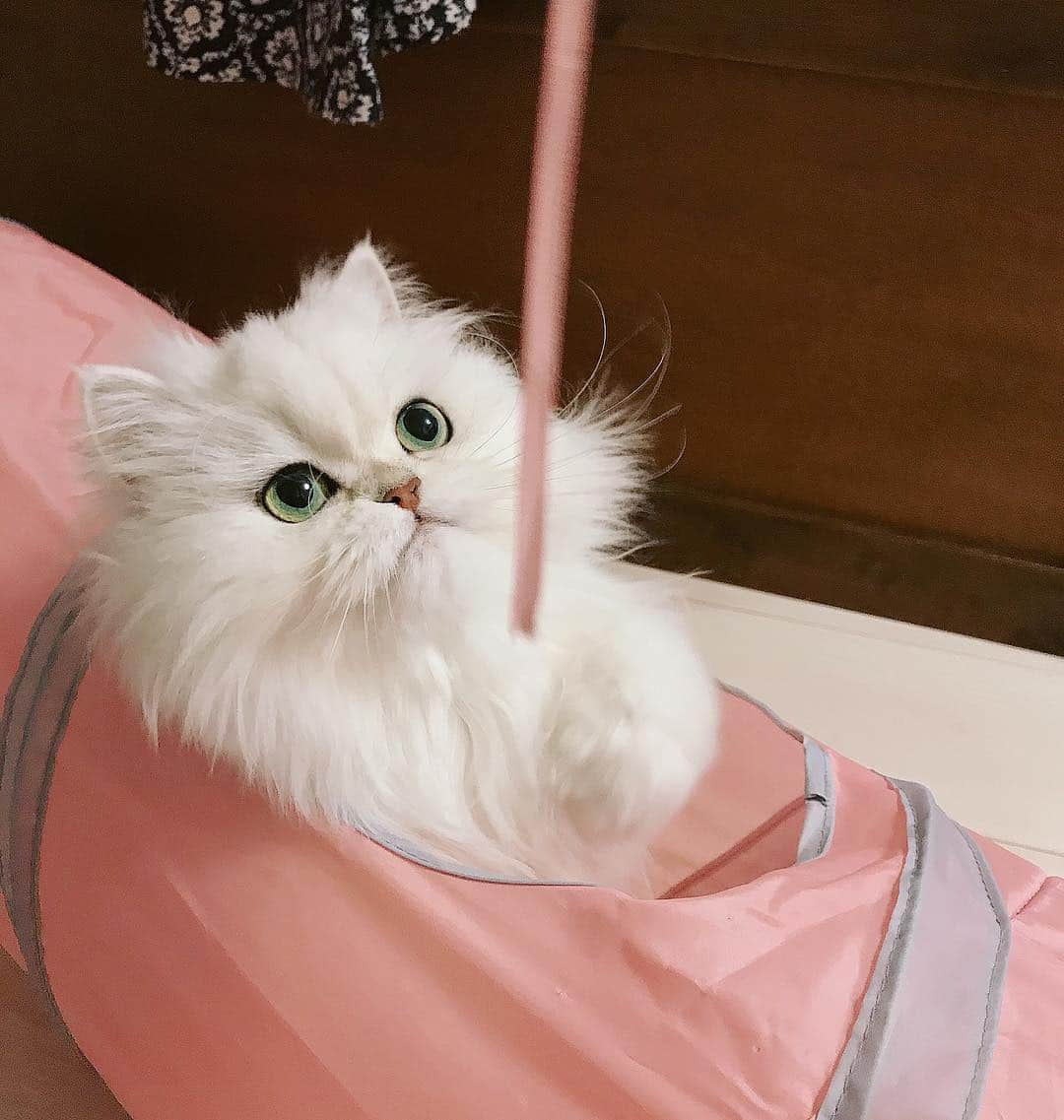 manami☺︎satoさんのインスタグラム写真 - (manami☺︎satoInstagram)「* テイテイテーーイッ🐾 大暴れリボン娘。🎀 ^ↀᴥↀ^✨ * #猫好きの輪を広げよう#シマホとネコダスケステーション#小悪魔ふぅちゃん#チンチラシルバー#猫#ねこ#ふわもこ部#ねこのきもち#猫好きな人と繋がりたい#ペコねこ部#anicas#サンデイ#ペルシャ#猫のいる暮らし#냥스타그램#猫咪#KATZE#GATTA#BERI #ilovecats#meaw#kot#koty#catoftheday#cat#cats#instacat#catstagram#catsofinstagram#chinchillacat」3月14日 14時21分 - fuwari_kinaco