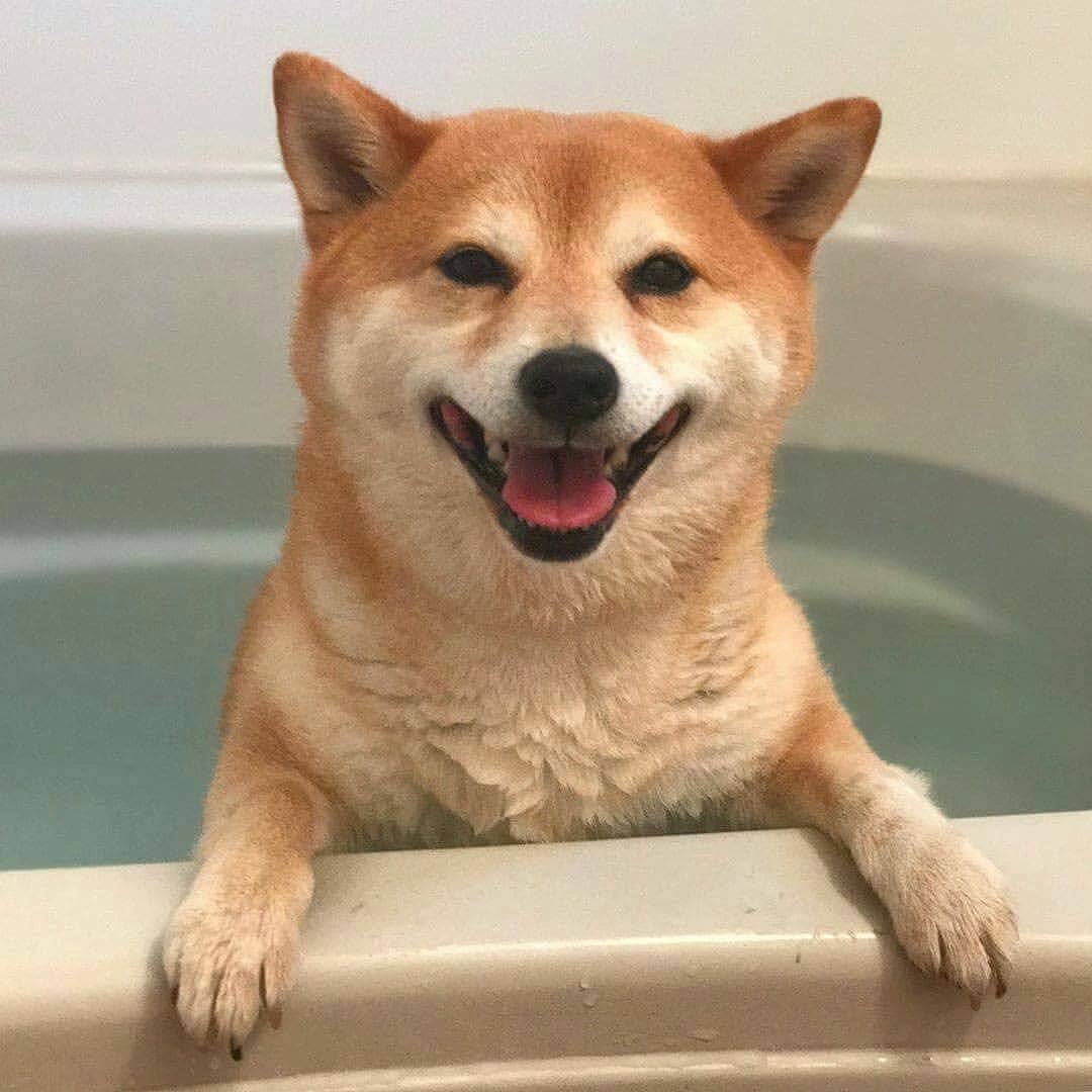 9GAGさんのインスタグラム写真 - (9GAGInstagram)「No, I don't want no tub, a tub is a thing that can't get no heck from me - By @tommyrts - #doge #shibainu #9gag」3月14日 14時36分 - 9gag