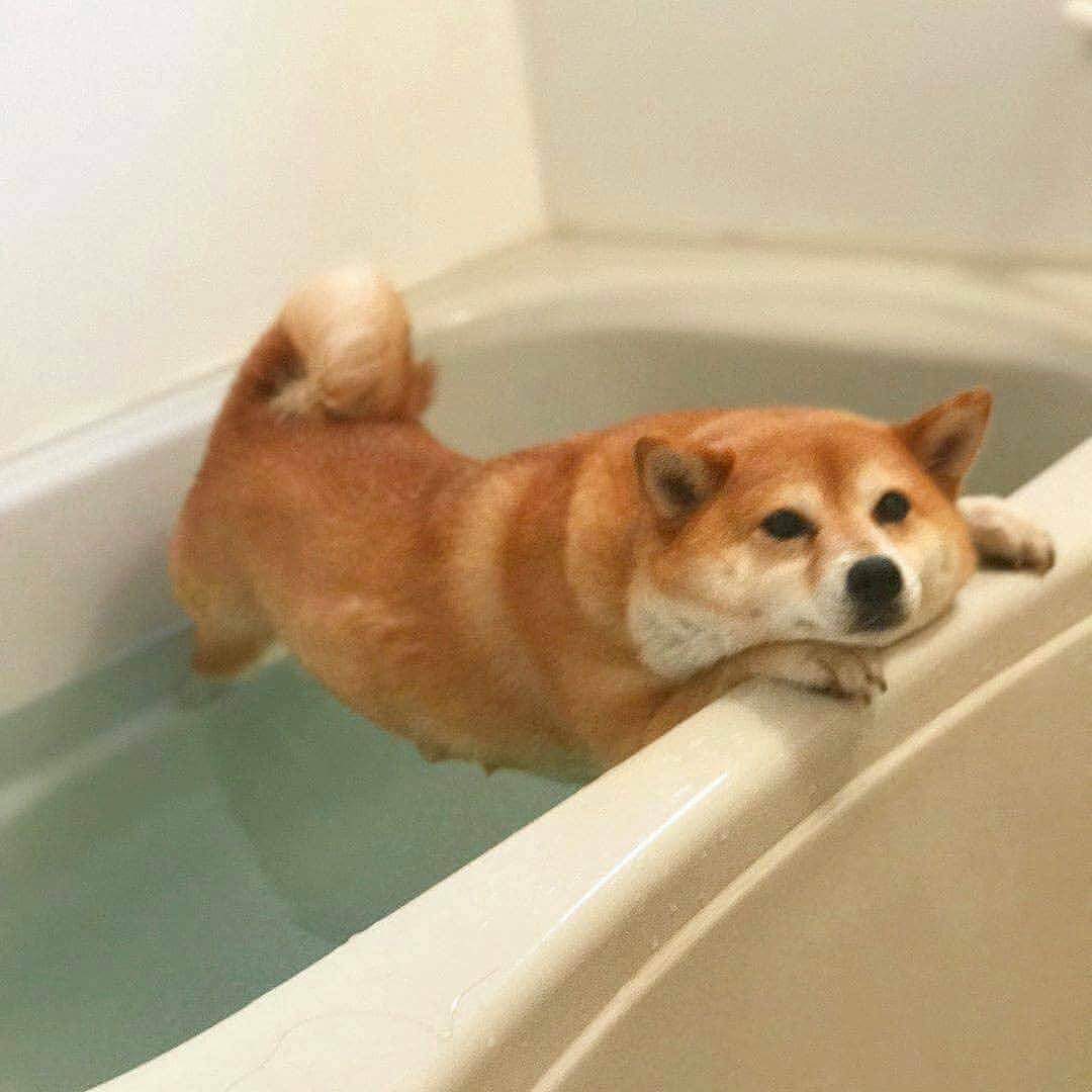 9GAGさんのインスタグラム写真 - (9GAGInstagram)「No, I don't want no tub, a tub is a thing that can't get no heck from me - By @tommyrts - #doge #shibainu #9gag」3月14日 14時36分 - 9gag