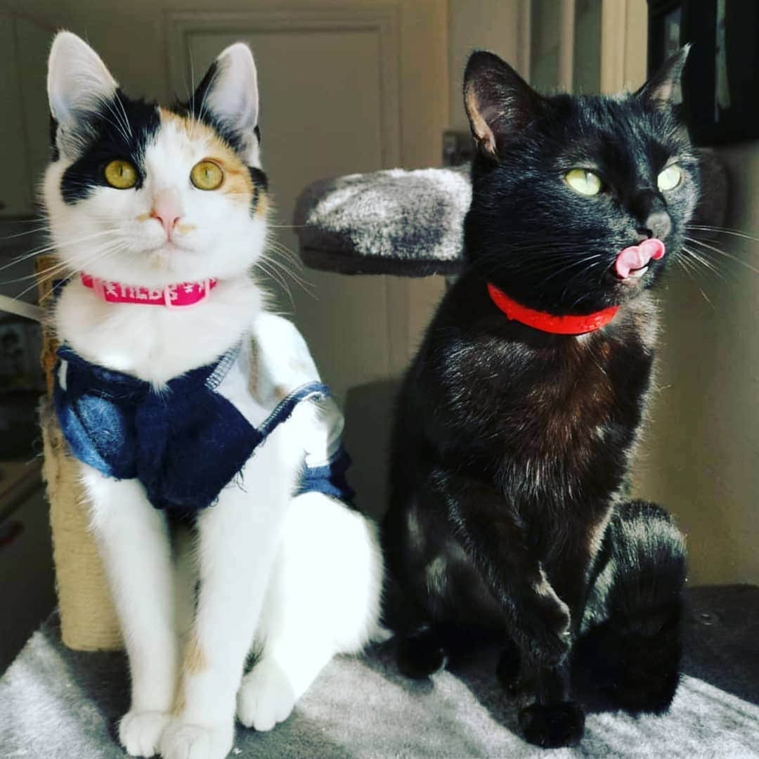 のインスタグラム：「Hello! #catstocker is here!  Follow our FURRriend @squeaky_and_his_friends  Scroll right for more pictures 👉 . . . . .  #cat #neko #mačka #chat #kočka #котка #kotek #kot #кіт #mače #кошка #кот #katze #gato #gatto #kissa #kattunge #猫 #고양이 #貓 #kedi #köttur #kissanpentu #חתול #кішка #고양이새끼 #chaton #kitty #cats」
