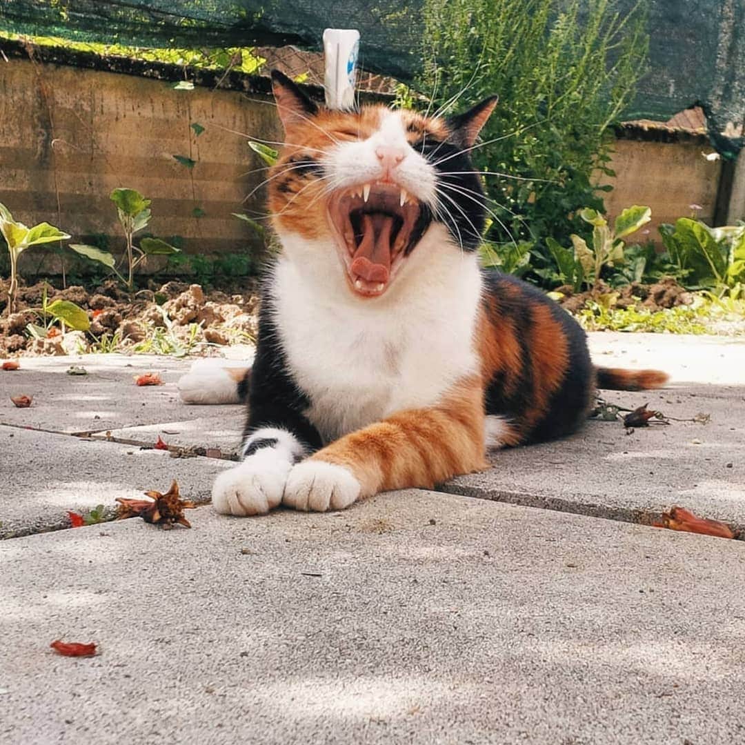 のインスタグラム：「Hello! #catstocker is here!  Follow our FURRriend @cathills_  Scroll right for more pictures 👉 . . . . .  #cat #neko #mačka #chat #kočka #котка #kotek #kot #кіт #mače #кошка #кот #katze #gato #gatto #kissa #kattunge #猫 #고양이 #貓 #kedi #köttur #kissanpentu #חתול #кішка #kittens #小猫 #kätzchen #котята」