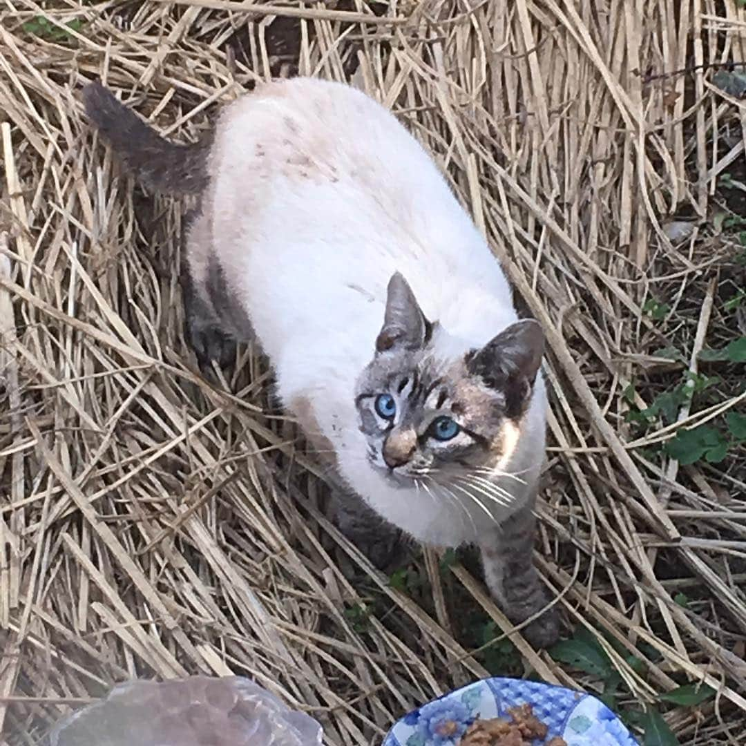 lululukululuさんのインスタグラム写真 - (lululukululuInstagram)「どこかの子 🐱💓 最近ご飯を食べに来る猫ちゃん🐈 ちょっと良い猫ちゃんなのに野良ちゃんかな？すごくたくさん食べます🍚 #ねこ#ネコ#猫＃cat」3月14日 14時54分 - tajitajicat