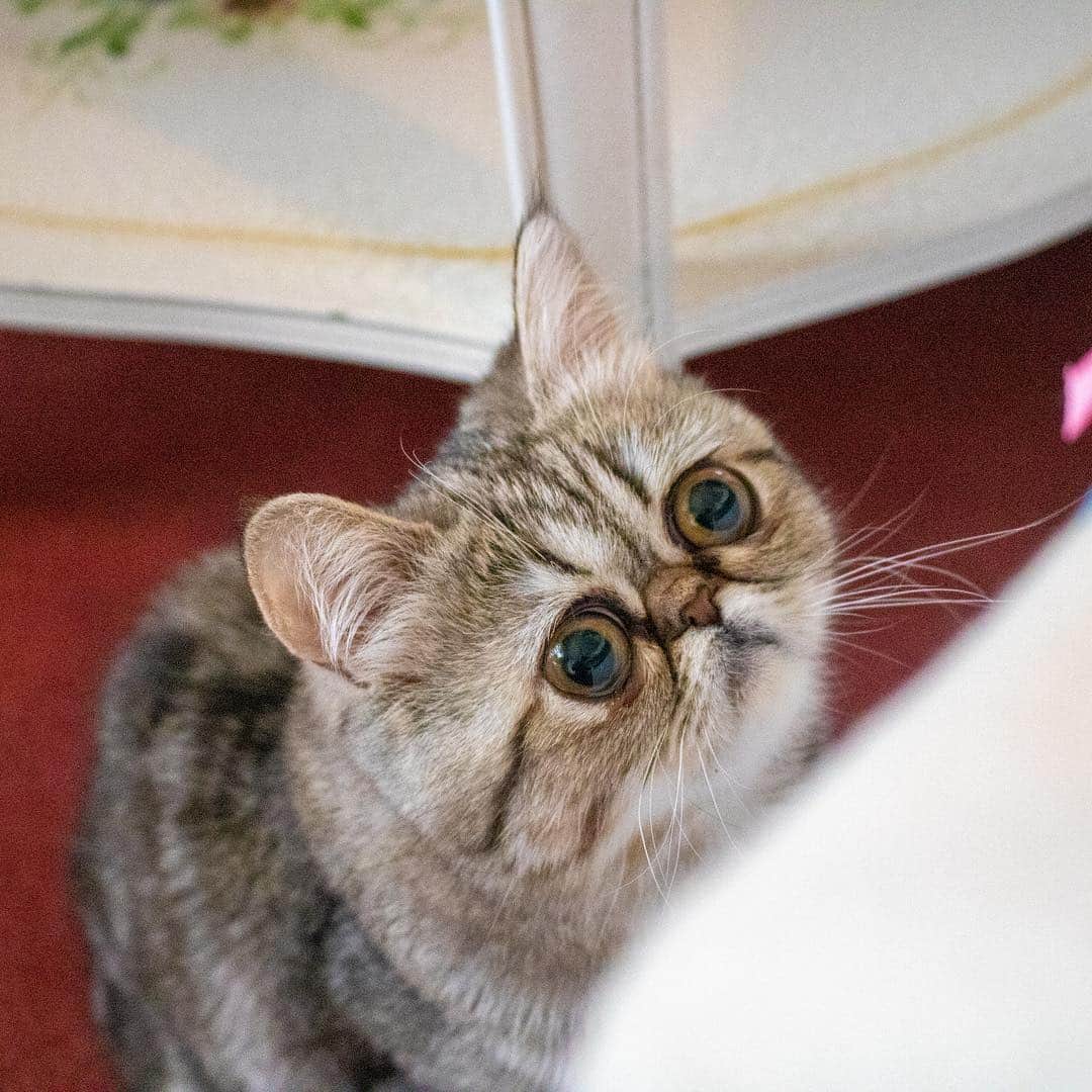 マアルのインスタグラム：「ベラちゃん🐱お客様の猫さん紹介です🐈#北海道 #旭川市 #キャットシッター #エキゾチックショートヘア #exoticshorthair」