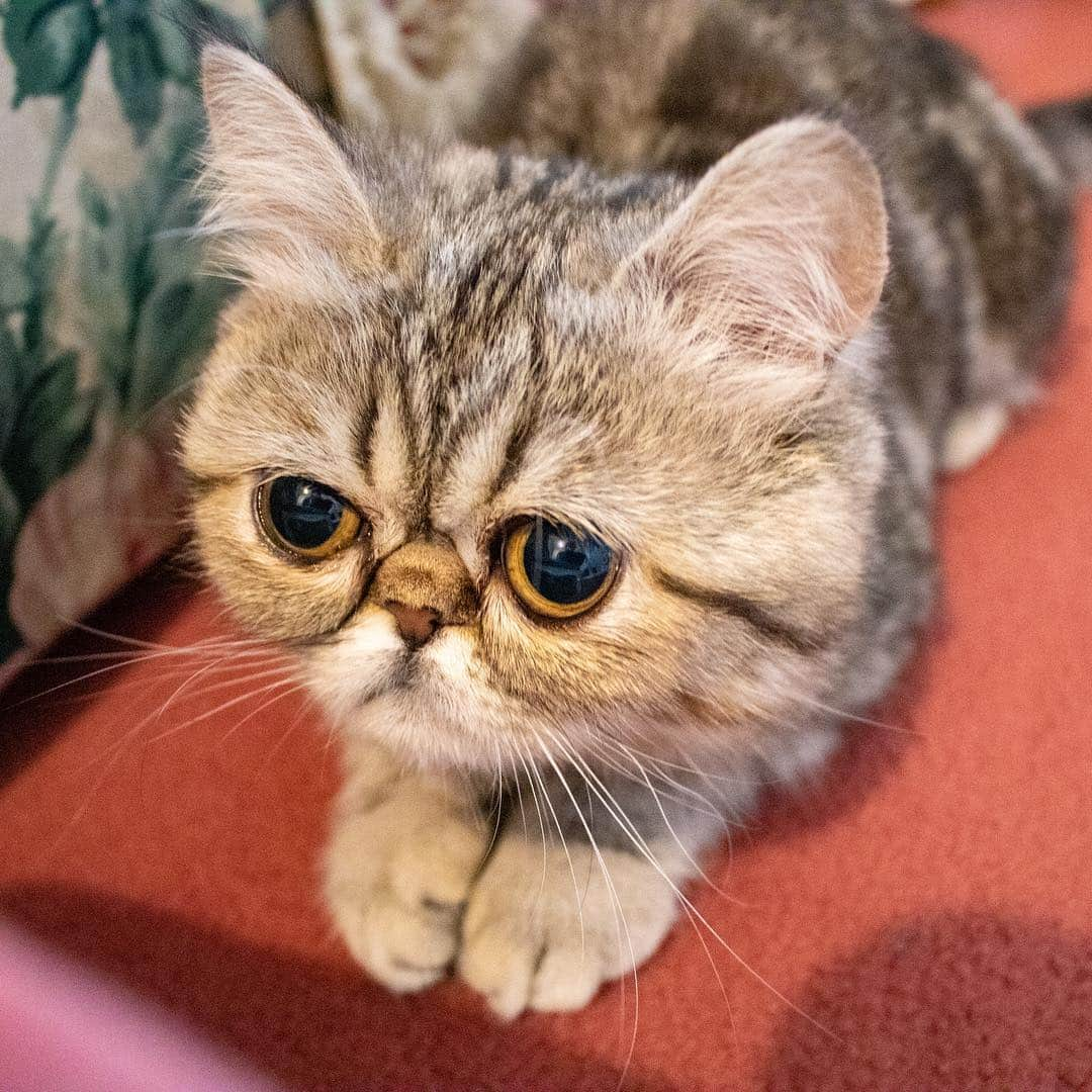 マアルさんのインスタグラム写真 - (マアルInstagram)「ベラちゃん🐱お客様の猫さん紹介です🐈#北海道 #旭川市 #キャットシッター #エキゾチックショートヘア #exoticshorthair」3月14日 15時07分 - psmaaru