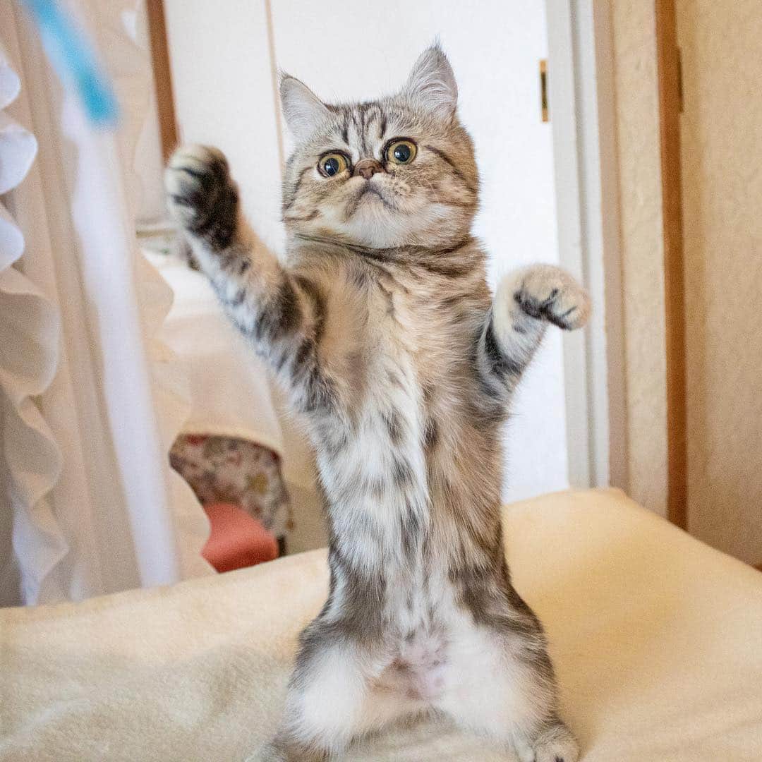 マアルのインスタグラム：「ベラちゃん🐱お客様の猫さん紹介です🐈#北海道 #旭川 #ペットシッター #エキゾチックショートヘア #exoticshorthair」
