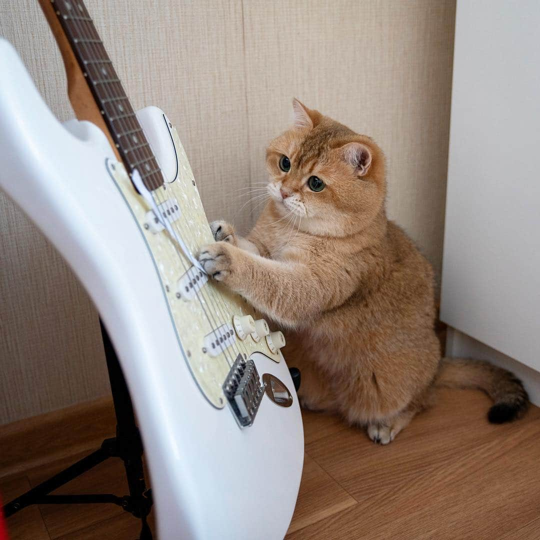 Hosicoさんのインスタグラム写真 - (HosicoInstagram)「Fluffy guitar player 🎸」3月14日 15時49分 - hosico_cat