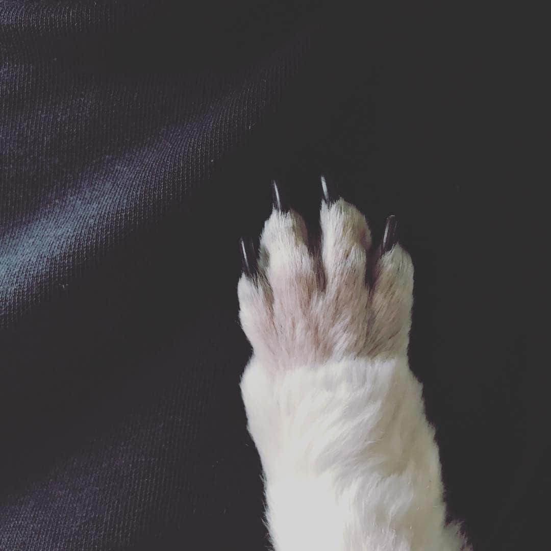 佐野優子のインスタグラム：「. どうやっていつもカットしてもらってるのかしら？🐾✂️ . . #シーズー #トリミング #プー足」
