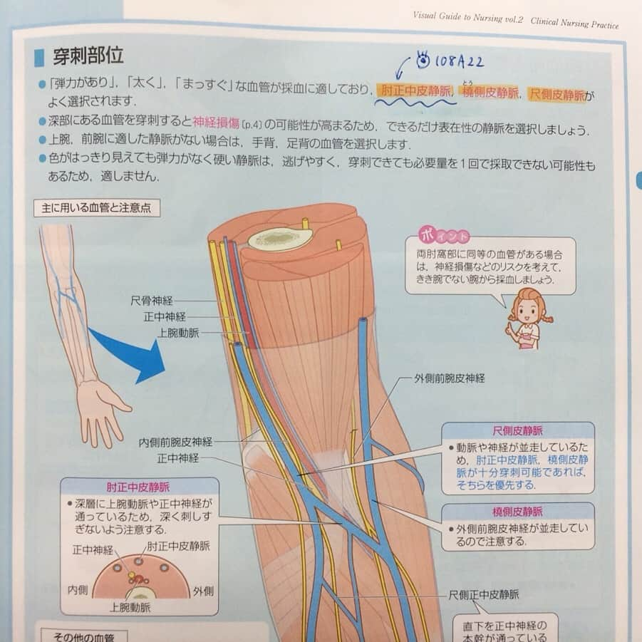 ネコナースさんのインスタグラム写真 - (ネコナースInstagram)「🌸実習で使える「静脈血採血」の基礎知識🌸 ・ 看護学生や新人看護師の皆さま、お疲れさまです☕ ・ 今日は採血のひとつである「静脈血採血」についてご紹介いたします📙 ・ 静脈血採血は、最も基本的な採血法で、末梢の静脈から採血します。 病気の診断や病状の把握、治療効果を判断するためや、血液型を調べる目的でも行われます。 ・ 第108回の看護師国家試験では、採血で用いられる血管の問題が出ていましたね。 ・ 成人の採血検査で最も用いられるのはどれか。〔108A22〕 １．外頸静脈 ２．大腿静脈 ３．大伏在静脈 ４．肘正中皮静脈 ・ 正解は4です。 静脈血採血では、弾力があって太くまっすぐな血管が適しており、肘正中皮静脈の他、橈側皮静脈、尺側皮静脈などがよく選択されます。 検査値に影響する部位や、感染部・麻痺側など合併症のリスクが高い部位への穿刺は避け、できるだけ表在性の静脈を選択しましょう。 ・ 『看護がみえるvol.2臨床看護技術』のp.5から「静脈血採血」の手順や穿刺部位、実施する際の注意点についても紹介しています😊  詳しい内容を確認したい方は、今すぐ書籍をチェック！☑ 全国の書店やネット書店でご購入いただけます。 ・ 紹介してほしい看護技術・フィジカルアセスメントも随時募集しています✨ ・ #採血 #静脈血採血 #看護がみえる #看護技術 #実習 #看護実習 #看護学生さんと繋がりたい #勉強垢 #第109回看護師国家試験 #看護師国家試験 #看護師 #レビューブック #マイレビューブック #クエスチョンバンク #なぜどうして #病気がみえる #新人看護師 #看護師1年目」3月14日 16時01分 - neco_nurse