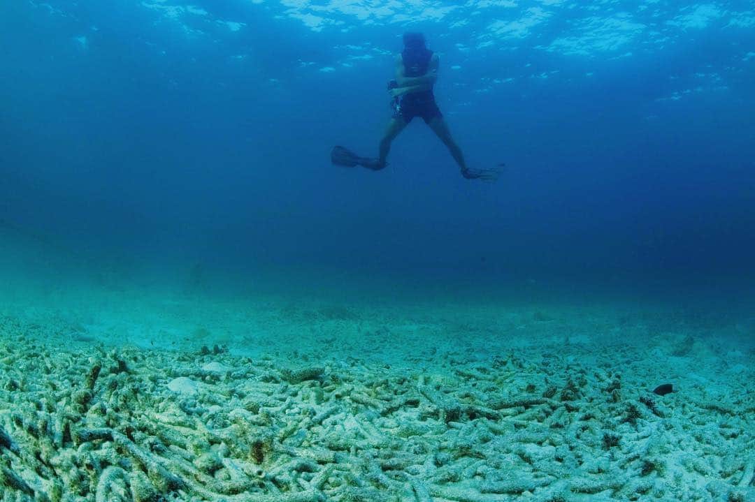 Amata Chittaseneeさんのインスタグラム写真 - (Amata ChittaseneeInstagram)「Coral bleaching ปรากฏการณ์ปะการังฟอกขาว หลังจากเรียน free dive พวกเราไป snorkel หาฉลาม หาเต่า และพบว่าปะการังใต้น้ำเริ่มเปลี่ยนสีเป็นสีขาว อยู่ในสภาวะของความเครียด ที่เกิดจากการเปลี่ยนแปลงของอุณหภูมิโลก(climate changeหรือโลกร้อน นั้นเอง) พร้อมทั้งปะการังที่หัก พังเป็นจำนวนมาก จากการท่องเที่ยว พายุ และปัจจัยหลายอย่างอีกเป็นจำนวนมาก  ปรากฏการณ์ปะการังฟอกขาว ก็คือ ปรากฏการณ์ที่ปะการังมีสีซีดจาง เนื่องจากภาวะการสูญเสียสาหร่ายที่ชื่อว่า ซูแซนเทลลี (Zooxanthellae) เพราะปะการังนั้นเป็นสัตว์ที่ถือว่าบอบบางและไวต่อการเปลี่ยนแปลงอย่างมาก สาหร่ายตัวจิ๋วที่คอยให้อาหารและสีสันกับปะการัง จึงต้องเคลื่อนย้ายไปอยู่อาศัยที่อื่นเพื่อความอยู่รอดของมัน ปะการังที่อ่อนแอทนต่อการฟอกขาวไม่ไหวก็จะตายไป  พวกเราได้ความสุขจากการมาเที่ยวทะเลและโลกใต้น้ำก็จริง พวกเราควรช่วยกันดูแลโลกนี้กันเยอะๆนะ การกำเนิดของปะการัง  ปะการังปล่อยไข่ขนาดจิ๋ว และน้ำเชื้อออกมาเพื่อล่องลอยไปกับกระแสน้ำเติบโตเป็นแนวปะการังในที่ไกลแสนไกล ซึ่งเป็นปรากฏการณ์ที่เกิดขึ้นเพียง ไม่กี่คืนเท่านั้นในหนึ่งปี แต่ในตัวปะการังนั้นมีสาหร่ายขนาดจิ๋วอาศัยอยู่ในเนื้อเยื่อที่มีความสัมพันธ์เกื้อกูลสังเคราะแสงให้พลังงานกับปะการังในการมีชีวิตรอดและเติบโต ปะการังเป็นสัตว์ ตัวเล็กๆ ที่ค่อยๆเติบโตสร้างโครงสร้างหินปูนเป็นเวลานับสิบนับร้อยปีจนกลายเป็นระบบนิเวศให้สิ่งมีชีวิตต่างๆมาอาศัยหากินและเป็นที่อยู่ของสัตว์น้ำเป็นจำนวนมาก สำคัญจริงๆ ถ้าไม่มี reef สัตว์ทะเลมากมายนี่ หายจากโลกนี้ไปแล้วล่ะ รวมถึงปลาที่พวกเรากิน สัตว์สวยงามที่เห็นกัน แหล่งท่องเที่ยวมูลค่าสูง ** ขอบคุณชินมากๆค่ะ สำหรับรูปภาพถ่ายสวยๆ รูปไปถึงความรู้มากมายเรื่องโลกใต้น้ำ  @shinalodon  Coral reefs “rainforests of the sea” Coral bleaching When water is too warm, corals will expel the algae living in their tissues causing the coral to turn completely white. This is called coral bleaching. When a coral bleaches, it is not dead. Corals can survive a bleaching event, but they are under more stress and HELLO CLIMATE CHANGE!」3月14日 16時21分 - pearypie