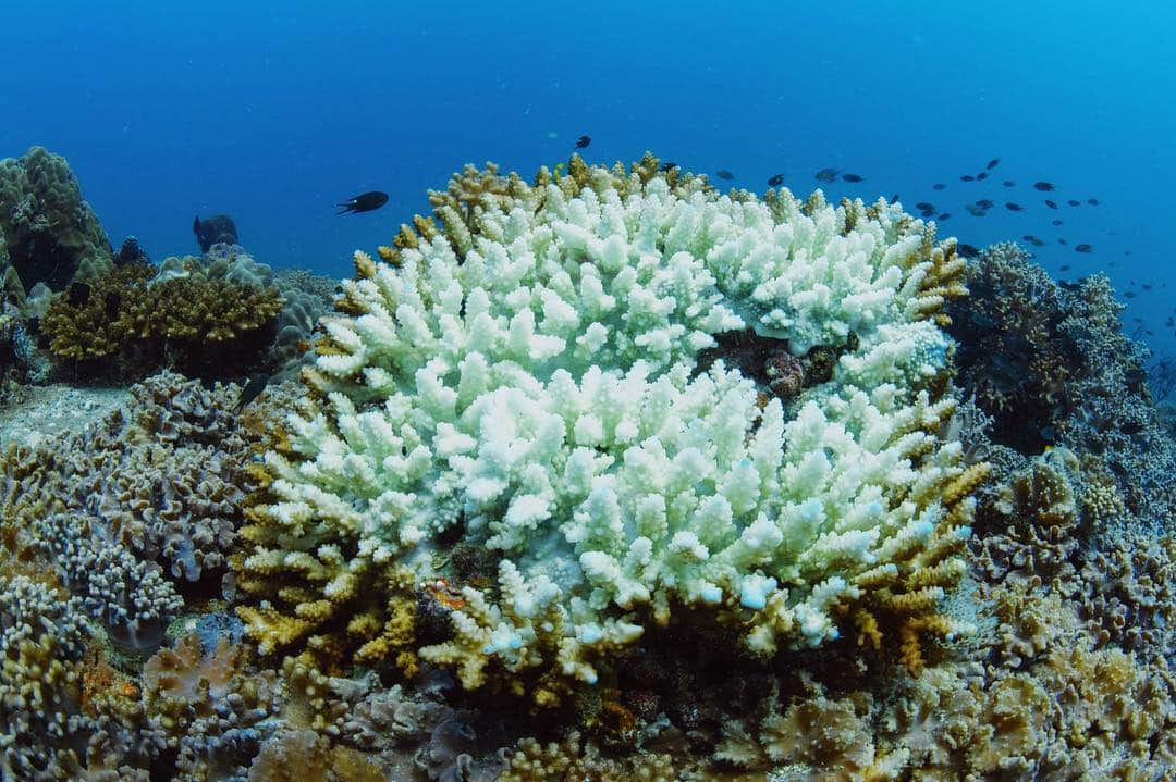 Amata Chittaseneeさんのインスタグラム写真 - (Amata ChittaseneeInstagram)「Coral bleaching ปรากฏการณ์ปะการังฟอกขาว หลังจากเรียน free dive พวกเราไป snorkel หาฉลาม หาเต่า และพบว่าปะการังใต้น้ำเริ่มเปลี่ยนสีเป็นสีขาว อยู่ในสภาวะของความเครียด ที่เกิดจากการเปลี่ยนแปลงของอุณหภูมิโลก(climate changeหรือโลกร้อน นั้นเอง) พร้อมทั้งปะการังที่หัก พังเป็นจำนวนมาก จากการท่องเที่ยว พายุ และปัจจัยหลายอย่างอีกเป็นจำนวนมาก  ปรากฏการณ์ปะการังฟอกขาว ก็คือ ปรากฏการณ์ที่ปะการังมีสีซีดจาง เนื่องจากภาวะการสูญเสียสาหร่ายที่ชื่อว่า ซูแซนเทลลี (Zooxanthellae) เพราะปะการังนั้นเป็นสัตว์ที่ถือว่าบอบบางและไวต่อการเปลี่ยนแปลงอย่างมาก สาหร่ายตัวจิ๋วที่คอยให้อาหารและสีสันกับปะการัง จึงต้องเคลื่อนย้ายไปอยู่อาศัยที่อื่นเพื่อความอยู่รอดของมัน ปะการังที่อ่อนแอทนต่อการฟอกขาวไม่ไหวก็จะตายไป  พวกเราได้ความสุขจากการมาเที่ยวทะเลและโลกใต้น้ำก็จริง พวกเราควรช่วยกันดูแลโลกนี้กันเยอะๆนะ การกำเนิดของปะการัง  ปะการังปล่อยไข่ขนาดจิ๋ว และน้ำเชื้อออกมาเพื่อล่องลอยไปกับกระแสน้ำเติบโตเป็นแนวปะการังในที่ไกลแสนไกล ซึ่งเป็นปรากฏการณ์ที่เกิดขึ้นเพียง ไม่กี่คืนเท่านั้นในหนึ่งปี แต่ในตัวปะการังนั้นมีสาหร่ายขนาดจิ๋วอาศัยอยู่ในเนื้อเยื่อที่มีความสัมพันธ์เกื้อกูลสังเคราะแสงให้พลังงานกับปะการังในการมีชีวิตรอดและเติบโต ปะการังเป็นสัตว์ ตัวเล็กๆ ที่ค่อยๆเติบโตสร้างโครงสร้างหินปูนเป็นเวลานับสิบนับร้อยปีจนกลายเป็นระบบนิเวศให้สิ่งมีชีวิตต่างๆมาอาศัยหากินและเป็นที่อยู่ของสัตว์น้ำเป็นจำนวนมาก สำคัญจริงๆ ถ้าไม่มี reef สัตว์ทะเลมากมายนี่ หายจากโลกนี้ไปแล้วล่ะ รวมถึงปลาที่พวกเรากิน สัตว์สวยงามที่เห็นกัน แหล่งท่องเที่ยวมูลค่าสูง ** ขอบคุณชินมากๆค่ะ สำหรับรูปภาพถ่ายสวยๆ รูปไปถึงความรู้มากมายเรื่องโลกใต้น้ำ  @shinalodon  Coral reefs “rainforests of the sea” Coral bleaching When water is too warm, corals will expel the algae living in their tissues causing the coral to turn completely white. This is called coral bleaching. When a coral bleaches, it is not dead. Corals can survive a bleaching event, but they are under more stress and HELLO CLIMATE CHANGE!」3月14日 16時21分 - pearypie