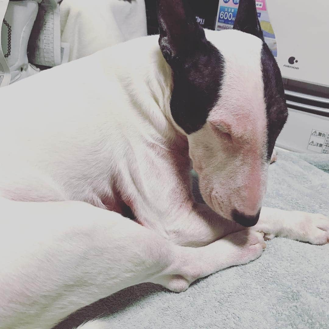 のインスタグラム：「#minituru#bull#terrier#minibullterrier#miniturubullterrier#dog#dogstagram#cute#qtaro#love#family#ミニチュア#ブルテリア#ミニチュアブルテリア#Q太郎」
