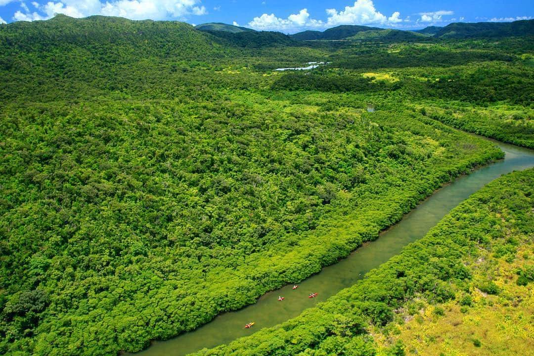 Be.okinawaさんのインスタグラム写真 - (Be.okinawaInstagram)「Take a kayak tour on Iriomote Island for a thrilling adventure through the grandeur of nature. 📷:@kiyotaka_kitajima_photo #iriomoteisland #kayak #mangrove #nature #beautifulnature #okinawanature #naturelife #naturelovers #beokinawa #visitokinawa」3月14日 16時24分 - visitokinawajapan