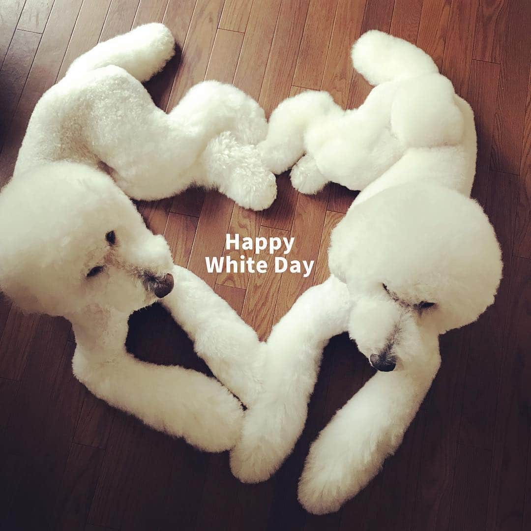 のインスタグラム：「. . ハート♥️ . . #standardpoodle #dog #lovedogs #poodlesofinstagram #スタンダードプードル #poodle #dogstagram #east_dog_japan #いぬのいる生活 #もふもふ部 #わんこ部 #babyanddog  #いぬのきもち #犬と暮らす #いぬなしでは生きていけません #ハート #heart #ホワイトデー #whiteday」