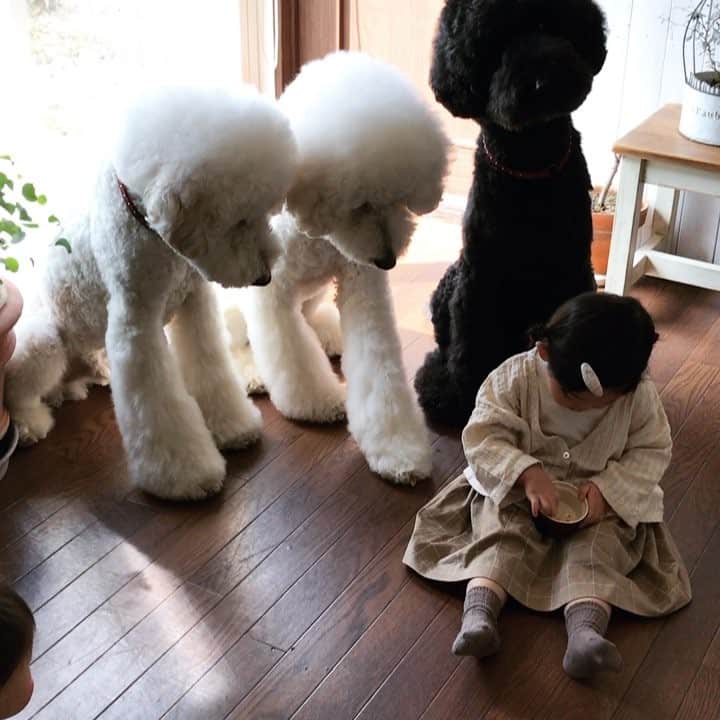 のインスタグラム：「. ストーリーの続き動画 . .おやつタイム（笑） . . @reve_baby_kids  #standardpoodle #dog #lovedogs #poodlesofinstagram #スタンダードプードル #大型犬と子供 #poodle #dogstagram #east_dog_japan #いぬのいる生活 #もふもふ部 #わんこ部 #赤ちゃんと犬  #babyanddog #ママリ #キズナ #コドモノ #いこーよ #いぬのきもち #犬と暮らす #いぬなしでは生きていけません #2歳 #仲良し #生後8ヶ月 #ボーロ #おやつタイム」