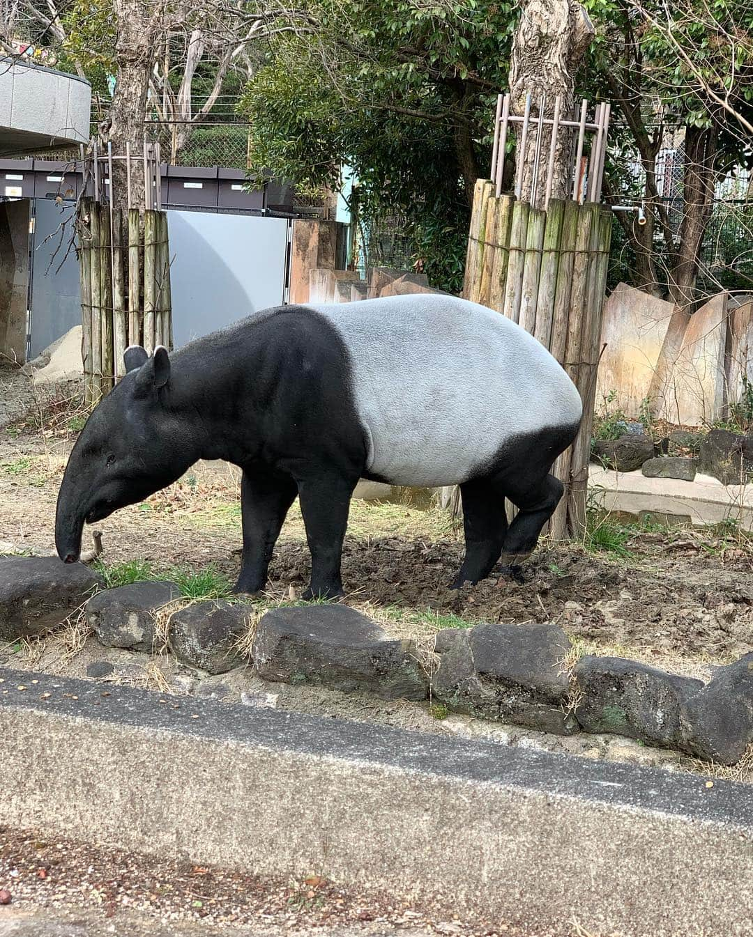 村田千弥さんのインスタグラム写真 - (村田千弥Instagram)「新幹線の回数券切れそうだから、今朝思い立っていきなり #名古屋 🚅  #東山動物園 に行ったけど、お目当てのイケメンゴリラは反対向いて寝ていたのでお顔拝めず😂 でもゾウは見られてよかった！ 5日前に #天王寺動物園 行ったばかりだけど、ゴリラとゾウはいないからね🐘」3月14日 16時57分 - chr.0429