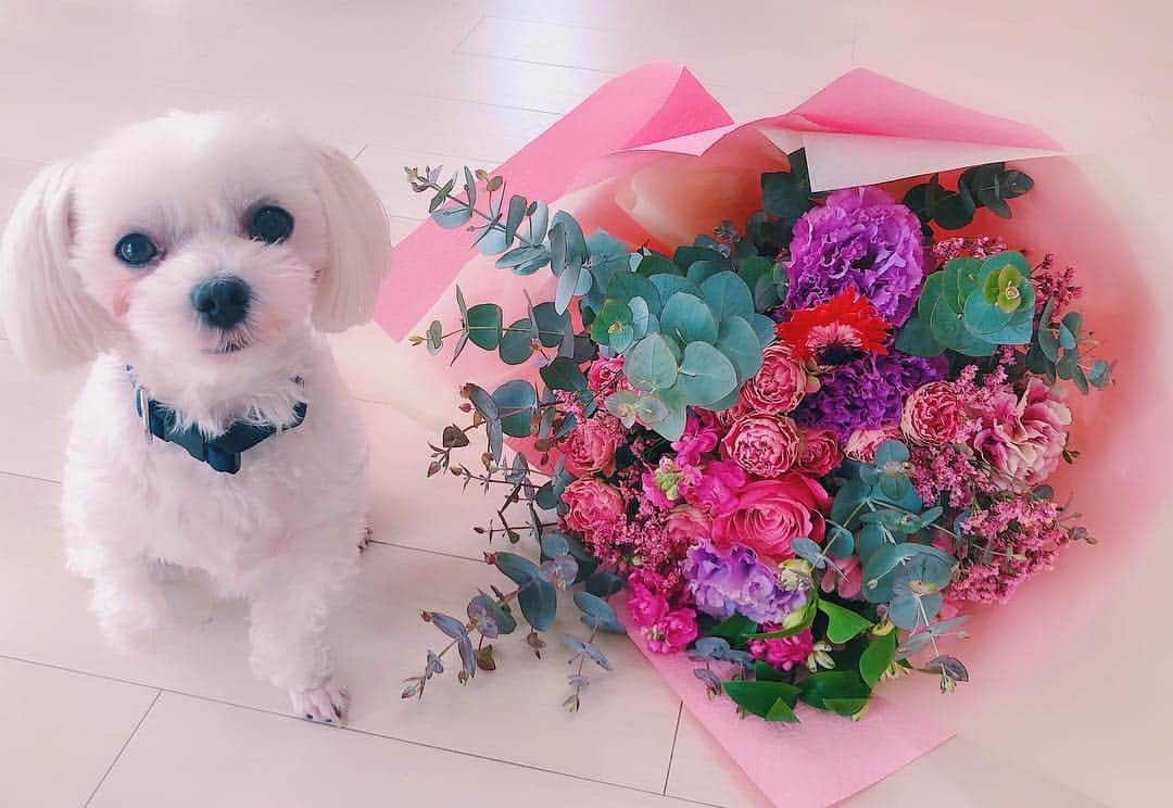 七菜香さんのインスタグラム写真 - (七菜香Instagram)「すぐ主役になっちゃうlaki🐶♥️ ありがとう👦🏽💐 ・ ・ ・ ・ ・ ・ ・ ・ #whiteday #present #gift #flowers #fromhusband #happy #lovelyday #mood #instagood #instamood #Maltese #dog #family #couple #ホワイトデー #花束 #犬のいる暮らし #💐」3月14日 17時01分 - nanaka0118