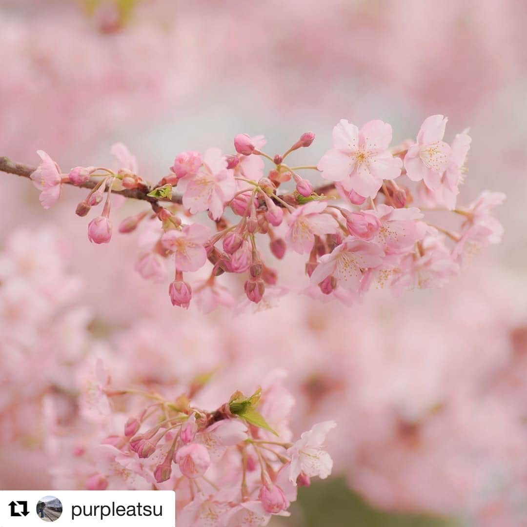 西条市さんのインスタグラム写真 - (西条市Instagram)「Repost @purpleatsu with @get_repost﻿ ・・・﻿ ✻﻿ ✼﻿ 花の見頃は早い。。椿寒桜がもう 満開でしたっ。﻿ ✼﻿ 宮田鉄工所さん、今年もきれいな椿寒桜を開放してくださりありがとうございました。いらした方々が、見に来て良かったと幸せそうに楽しんでいました。﻿ ﻿ 撮影地:宮田鉄工所(愛媛県西条市)﻿ ﻿ 撮影日:2019年3月2日﻿ #桜 #椿寒桜 #cherryblossom ﻿ #lovesaijo ﻿ #はなまっぷ ﻿ #flowerstagram ﻿ #ig_japan ﻿ #カメラ女子﻿ #写真が好きな人と繋がりたい ﻿ #カメラが好きな人と繋がりたい ﻿ #ファインダー越しの私の世界 ﻿ #daily_photo_jpn﻿ #art_of_japan_﻿ #tokyocameraclub ﻿ #colorsjp ﻿ #photo_life_best ﻿ #igersjp ﻿ #tv_community ﻿ #9flower9 ﻿ #広がり同盟﻿ #ボケフォトファン ﻿ #rainbow_petals﻿ #7flowers_1day ﻿ #私の花の写真 ﻿ #kokohana﻿  #α7iii﻿ ﻿ ﻿ 【#西条市の花】雨で散らないでね﻿ ﻿ 丹原の#宮田鉄工 さんの桜は一般の人も鑑賞できます🌸﻿ ﻿ 寒桜もソメイヨシノもたくさんあり、長い期間お花を楽しめます。今はどうなってるんやろう？﻿ ﻿ 社員の方曰く、「お車でお越しの際は、敷地内の駐車場をご利用ください。会社前の細道には停めないでくださいね」とのことでした。﻿ マナーを守って、お花見シーズンを楽しもう♪﻿ ﻿ @purpleatsuさん、貴重な情報をありがとうございました！﻿ ﻿ ■アクセス﻿ 宮田鉄工株式会社﻿ http://www.myt.biz-web.jp/﻿ 愛媛県西条市丹原町池田1004-1﻿ ※土日も入場可﻿ ﻿ ﻿」3月10日 20時16分 - lovesaijo