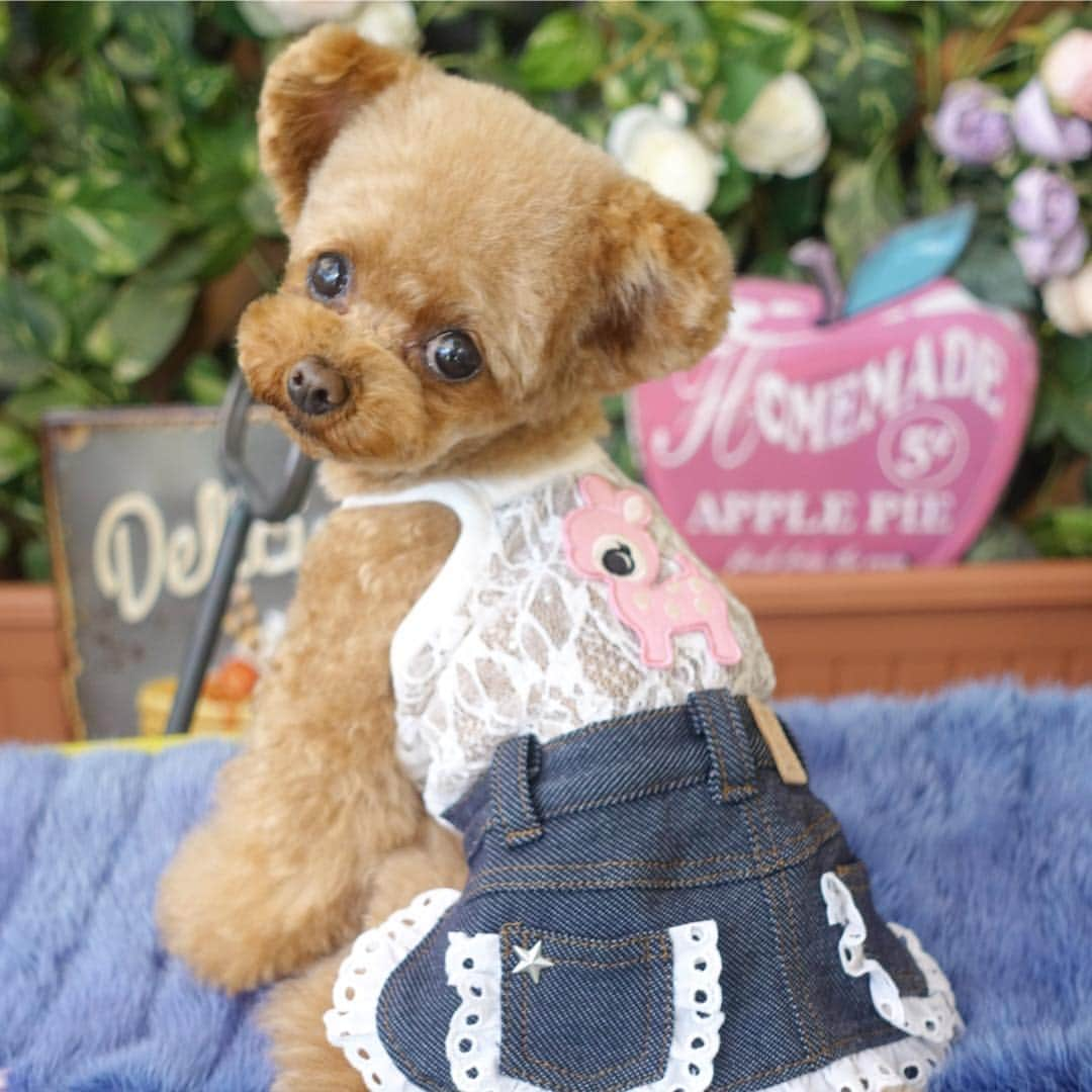 ? Tia ?のインスタグラム：「おNEWのお洋服で🐻💗💗 … … #toypoodle #toypoodlered #toypoodlegram #toypoodlelove #minipoodle #littlepoodle #redpoodle  #cutepetclub #instadog #puppilyhills #cutedog  #adorable #cutest  #socute #ilovemydog #トイプードル #パピリーヒルズ #coolangel369 #ふわふわ #todayswanko #instapoodle #ティーカッププードル #teacuppoodle #ふわもこ部 #bambi #バンビ #デニム #lovemydog #dogfashion」