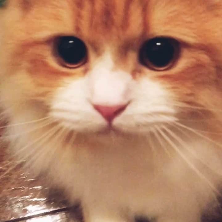 やなぎなぎのインスタグラム：「こむぎが近づいてくるだけ」