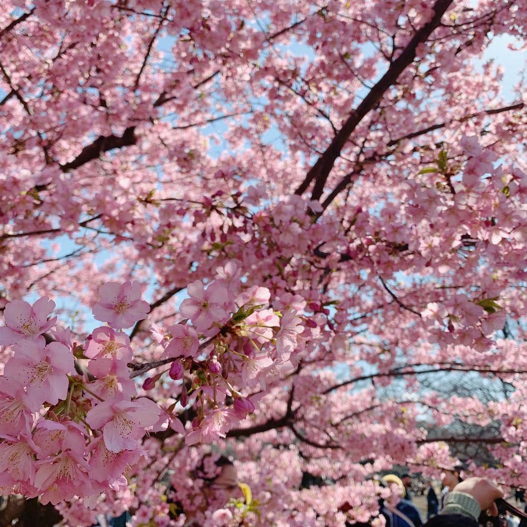 中村里帆さんのインスタグラム写真 - (中村里帆Instagram)「低い位置で咲いている桜を今まであんまり見たことなくて、蜂があんな大量に飛んでいるとは知らなかった... 卒業シーズンですね〜 おめでとうございます🌸」3月10日 21時34分 - __rihostagram__