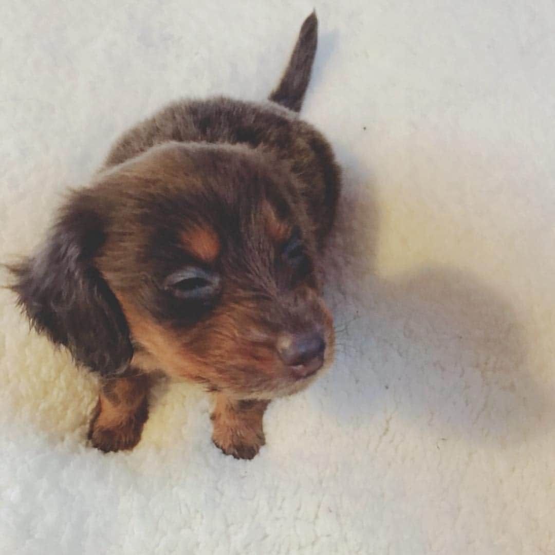 のインスタグラム：「🍼🐶」