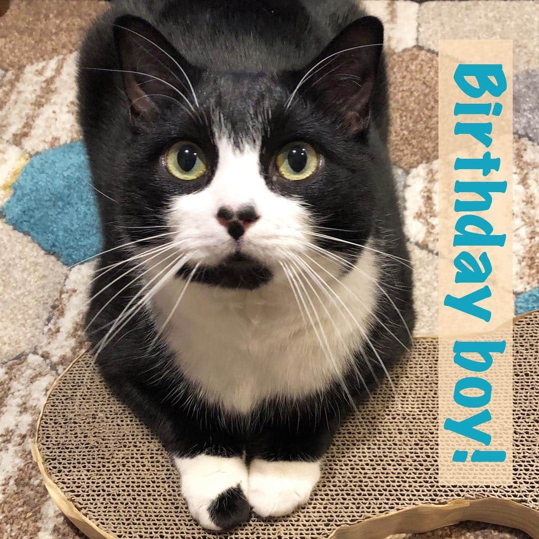 Tuxedo Cat Brosのインスタグラム：「Jack is 6 today!! Named after Dr. Jack Shephard from the TV show LOST, this guy is nothing like his namesake. He’s playful and talkative and snuggly. He loves belly rubs and will bring you cat toys and ask you (politely) to throw them so he can play fetch. At night, he sleeps on top of my pillow, curled around my head like a cat hat, or snuggled up under the covers in my arms. He is my whole heart. Happy birthday to my middle child but forever my baby kitten, Jacky! ❤️❤️❤️ #birthdayboy #catbirthday #catsnotkids #jackshephard #wehavetogoback #tuxedocat #tuxedocatsofinstagram #tuxielove #tuxedokitty」
