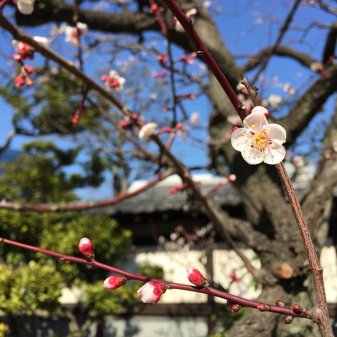 ふかしのインスタグラム：「梅の香りタッパーに詰めて帰りたかった。 #春 #うめ #梅 #spring」