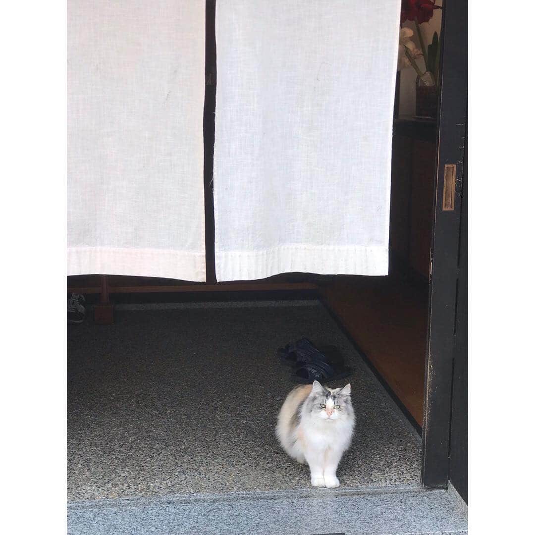のインスタグラム：「いらっしゃいまーせー #温泉 #hotspring #小野川温泉 #山形 #湯力 #beauty #catsofinstagram #japantrip #japan」