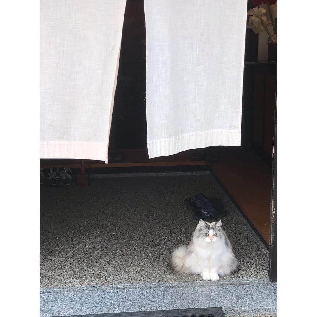 のインスタグラム：「あらもうおかえりですかぁ？ またきてにゃ #温泉 #hotspring #小野川温泉 #catsofinstagram #japantrip」