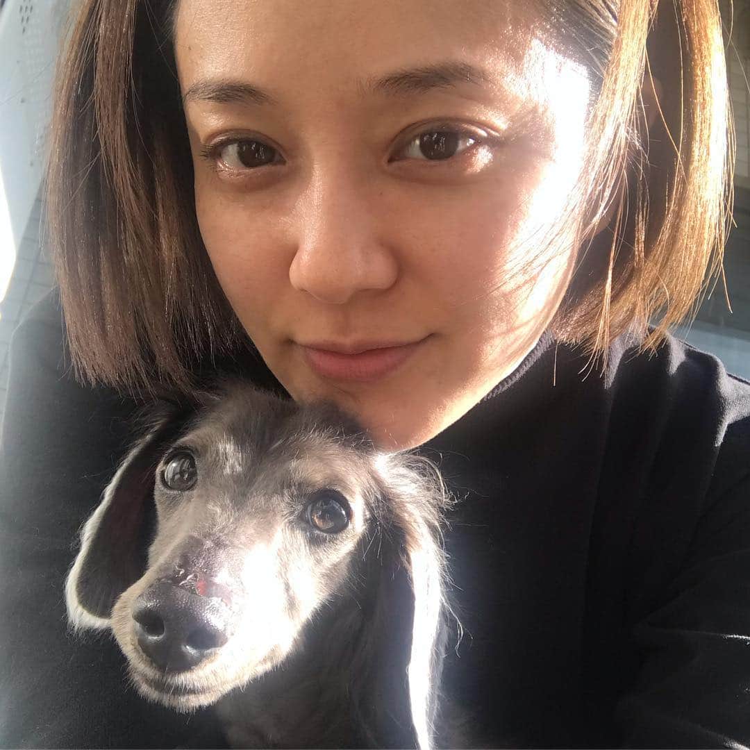 中越典子さんのインスタグラム写真 - (中越典子Instagram)「今日はお日様が あたたかいから、日向ぼっこ🌞 いや、暑いぞっ #犬 #dog #LOVE #太陽」3月11日 15時34分 - nakagoshi_noriko.official