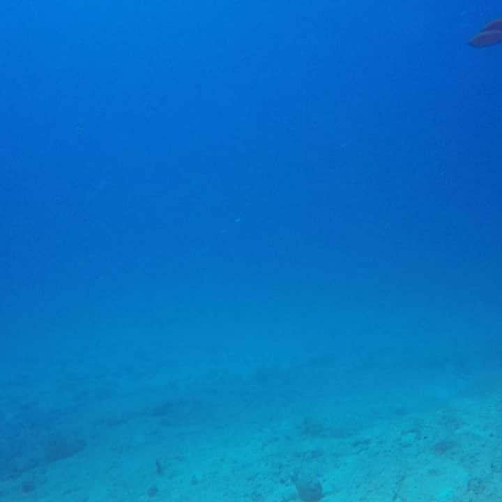 alize 「アリゼ」のインスタグラム：「#alizedive #newcaledonia #noumea #diving #diver #divermag #nouvellecaledonie #gopro  #underwaterphoto #ニューカレドニア #ダイビング #水中写真 #ダイビング好きな人と繋がりたい @alizedive」
