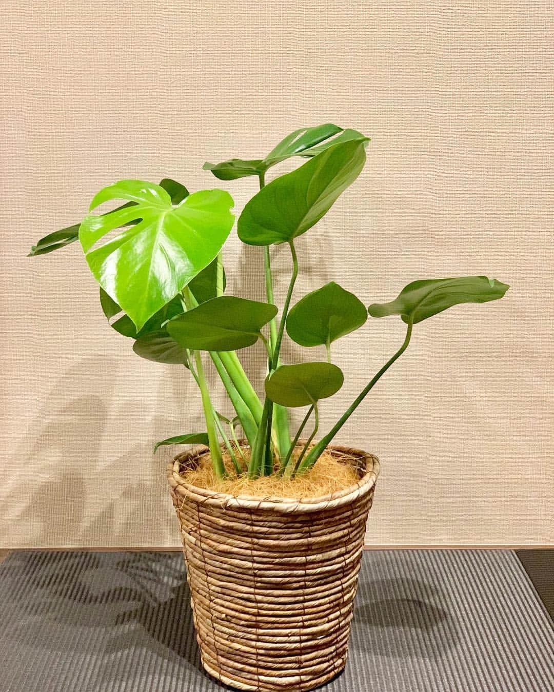 Kajiko Kajikawaさんのインスタグラム写真 - (Kajiko KajikawaInstagram)「眩しいくらいに光る若さ🌱 先週まで葉っぱになったばかりだったのに、キミはあっという間に成長する。  #左上の葉っぱさんについて語っています。 #モンステラ #成長記録 #観葉植物」3月12日 0時36分 - kajikoo