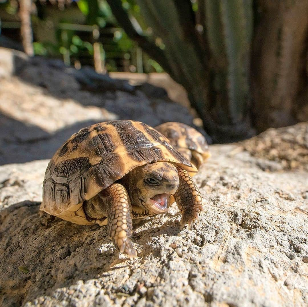 San Diego Zooさんのインスタグラム写真 - (San Diego ZooInstagram)「Good morning to everyone still adjusting to #DaylightSavingTime 😴💤 #mondayvibes #restingtortoiseface #sandiegozoo」3月12日 0時55分 - sandiegozoo