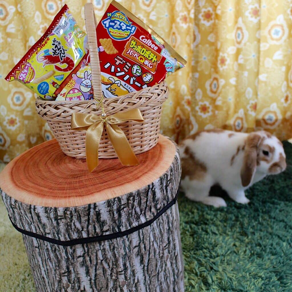 カルビー サッポロポテトのインスタグラム：「週末、何か#イースター らしいことしよう！と. . 我が家のリアル#イースターバニー の出番です！. . #サッポロポテトバーべqあじ デミたまハンバーグ味と#かっぱえびせん たまごマヨ味が入っているバスケットに気づいてくれた！. 近づけてクンクン～おいしいけどあげません～(笑). . 今年のイースターは4/21！皆さんは、イースターのイベントをやる予定はありますか？. . #カルビーハッピーイースター #うさぎ #きりかぶ」