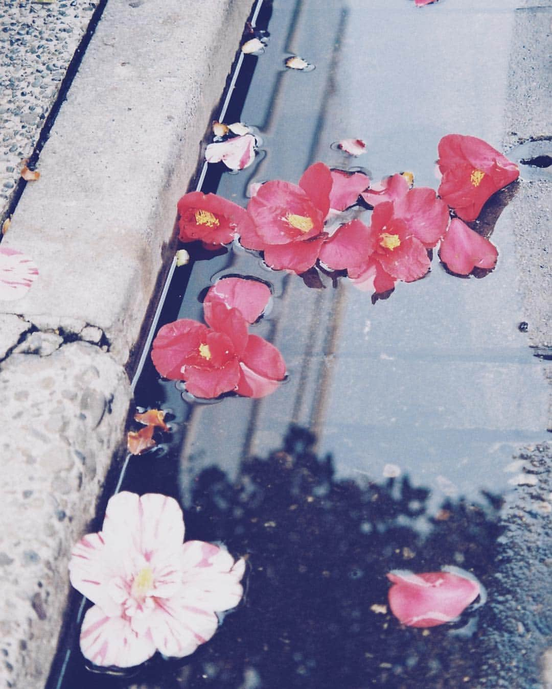 上白石萌歌さんのインスタグラム写真 - (上白石萌歌Instagram)「散 🌸 #film」3月11日 19時24分 - moka____k