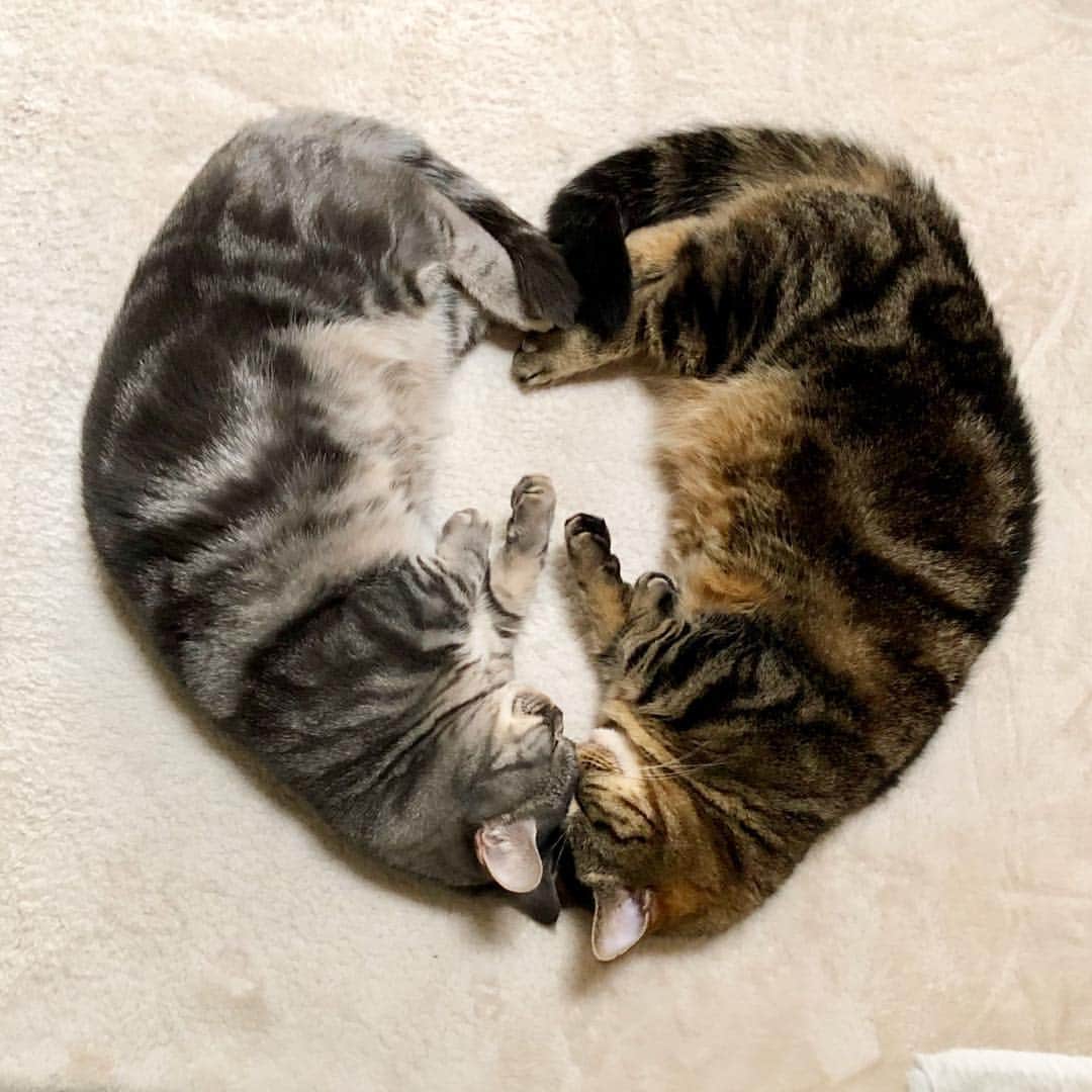 のインスタグラム：「❤︎❤︎❤︎ 。 我が家はたまに、地味にハート♥️落ちてます😊 。 。 って、❤︎に見えるかなぁ😊 。 #ハート #癒し #幸せ #短足部 #マンチカン #munchkin #tabby #みんねこ #ピクネコ #ペコねこ部 #ねこら部 #ふわもこ部 #NEKOくらぶ#cats_of_world #meowbox #cutecat #catsofworld #catlife #cats_of_instagram  #catsofinstagram #cutecatskittens #bestmeow 。 。 #Harunosuke #Yukinosuke」