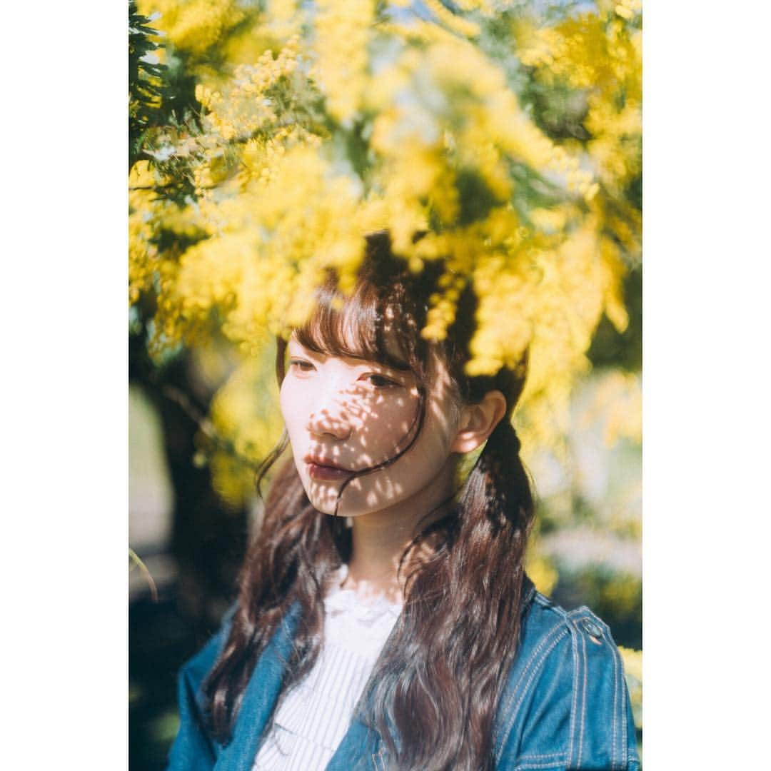 江嶋綾恵梨さんのインスタグラム写真 - (江嶋綾恵梨Instagram)「🌼🌼🌼﻿ ﻿ #photography #photo #portrait #ポートレート﻿﻿ #yoyogipark #代々木公園 #公園 #春 #ミモザ #カメラ女子」3月12日 10時21分 - aeringoooo