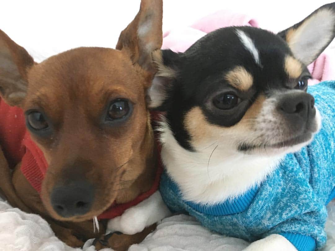 のインスタグラム：「仲良しなの？🐶」