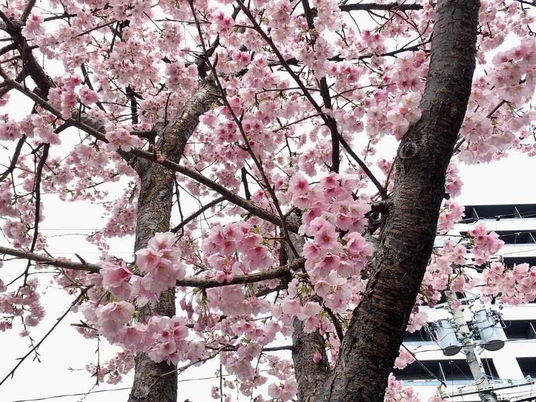 上山真未さんのインスタグラム写真 - (上山真未Instagram)「名古屋でいちはやく花見ができるスポット！と言われている東区の「 #オオカンザクラの並木道 」🌸🌸🌸 ・ ・ 満開になったと聞き、見に行ってきました〜☺️とっても綺麗でしたよ✨ ・ ・ お弁当を持ってゆっくり花見にも出かけたいなぁ^_^☀️ #上山真未 #花見」3月12日 21時27分 - ueyama_mami