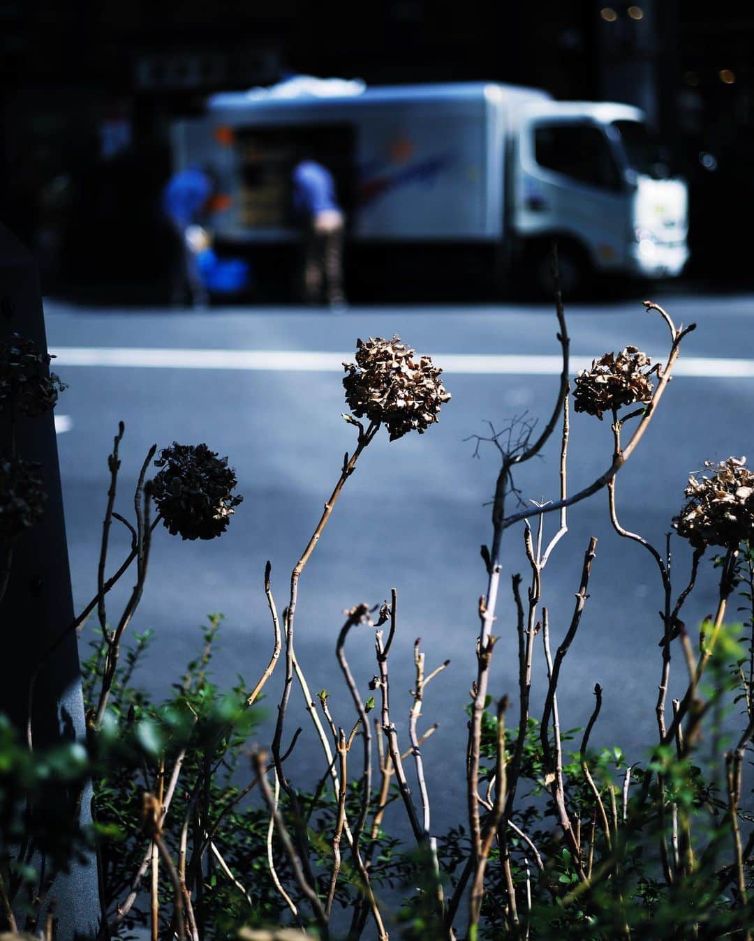 坂東希さんのインスタグラム写真 - (坂東希Instagram)「枯れているのは 儚くて そんな姿は 強くて こんな風に残るものを作りたいと 思ったのさー。」3月12日 22時11分 - nozomibando_official