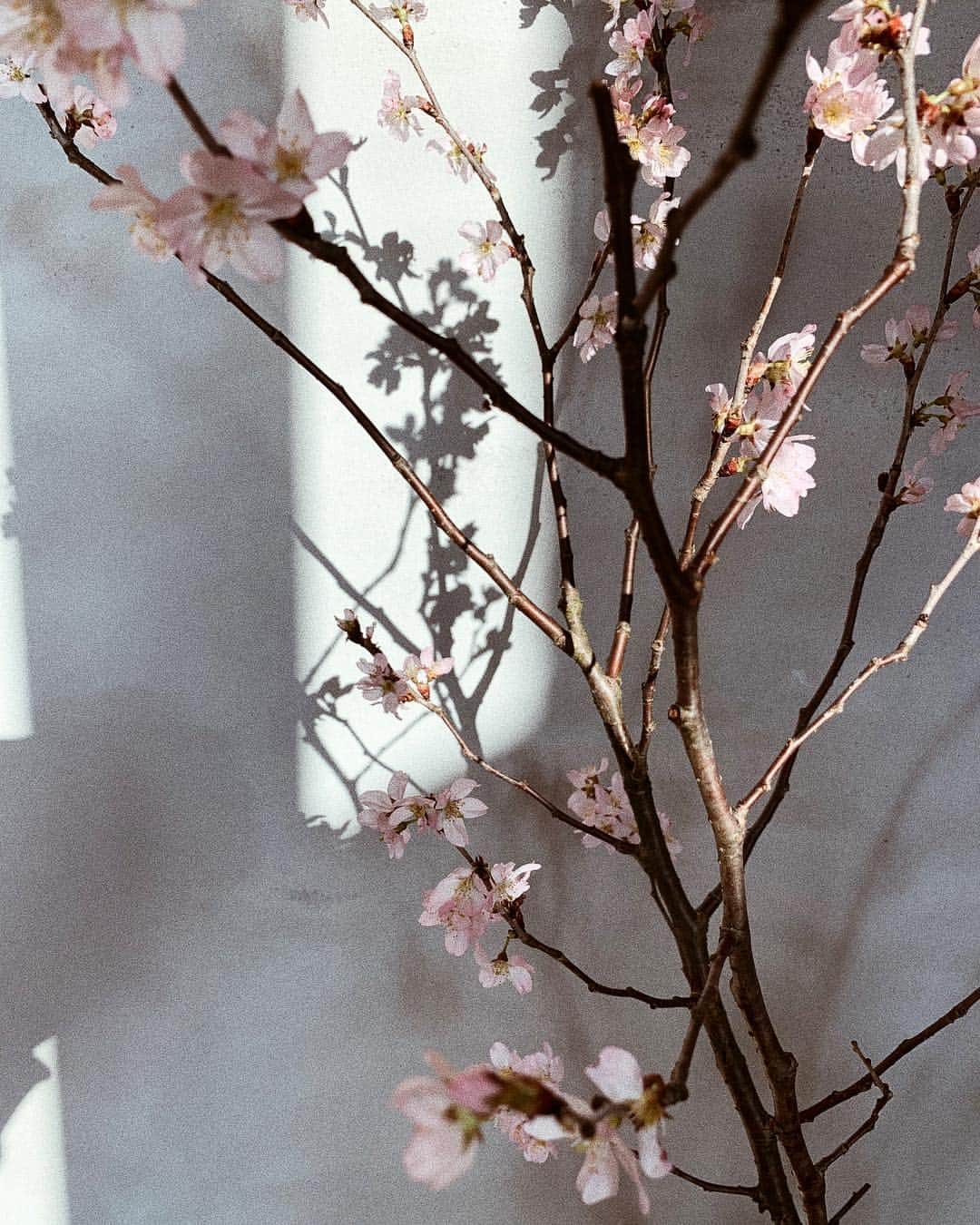 伊地知朋子さんのインスタグラム写真 - (伊地知朋子Instagram)「アトリエに春が🌸」3月12日 22時28分 - tomoko_urbanbobby