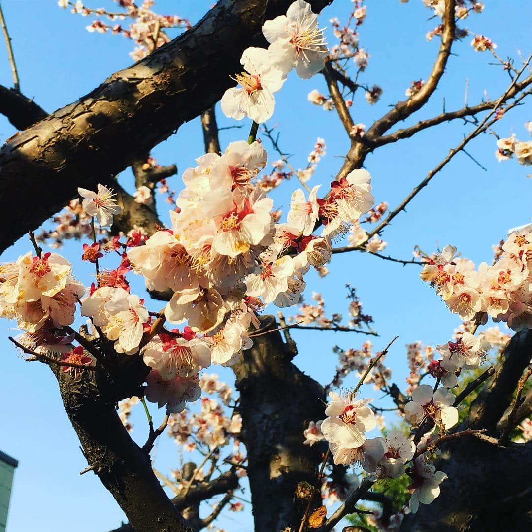栗原由佳のインスタグラム：「梅梅梅〜お花を見ると春🌸☘️🌷🌼が感じられて嬉しくなりますね。隣で夫は花粉症が辛そうですが…私はアメリカから帰って来てからどうやら軽くなったみたい？？ #梅 #花粉症 #春 #plumtree #infullbloom #happy #springy #pollenallergy」