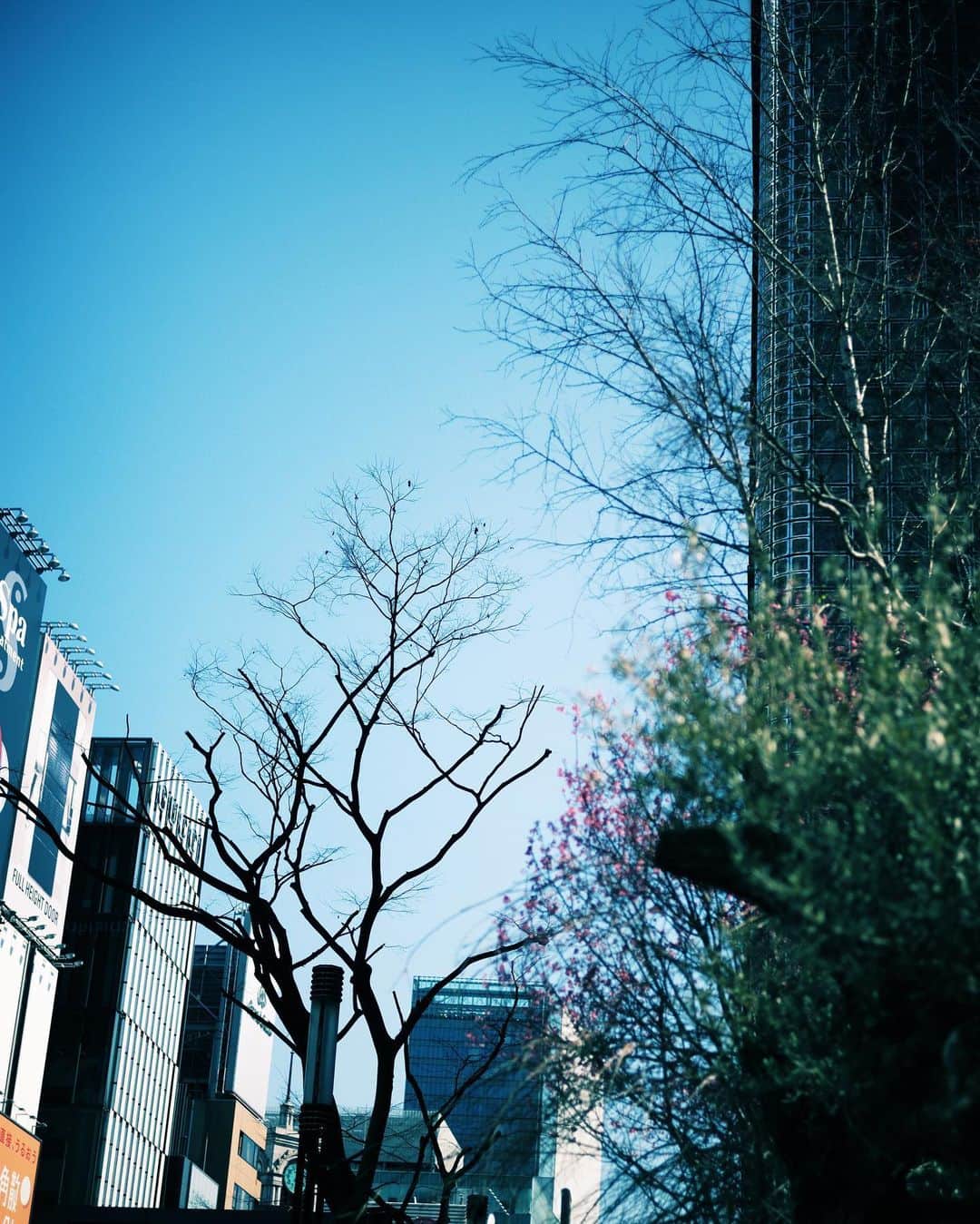 坂東希さんのインスタグラム写真 - (坂東希Instagram)「友人が枝が好きで それを聞いてから 裸の木をみると撮りたくなる その人は落ちてる枝が好きっぽいけど わたしは木が好きだな  切り絵みたいな版画みたいな そんな風に映るじゃない🌿」3月13日 13時53分 - nozomibando_official
