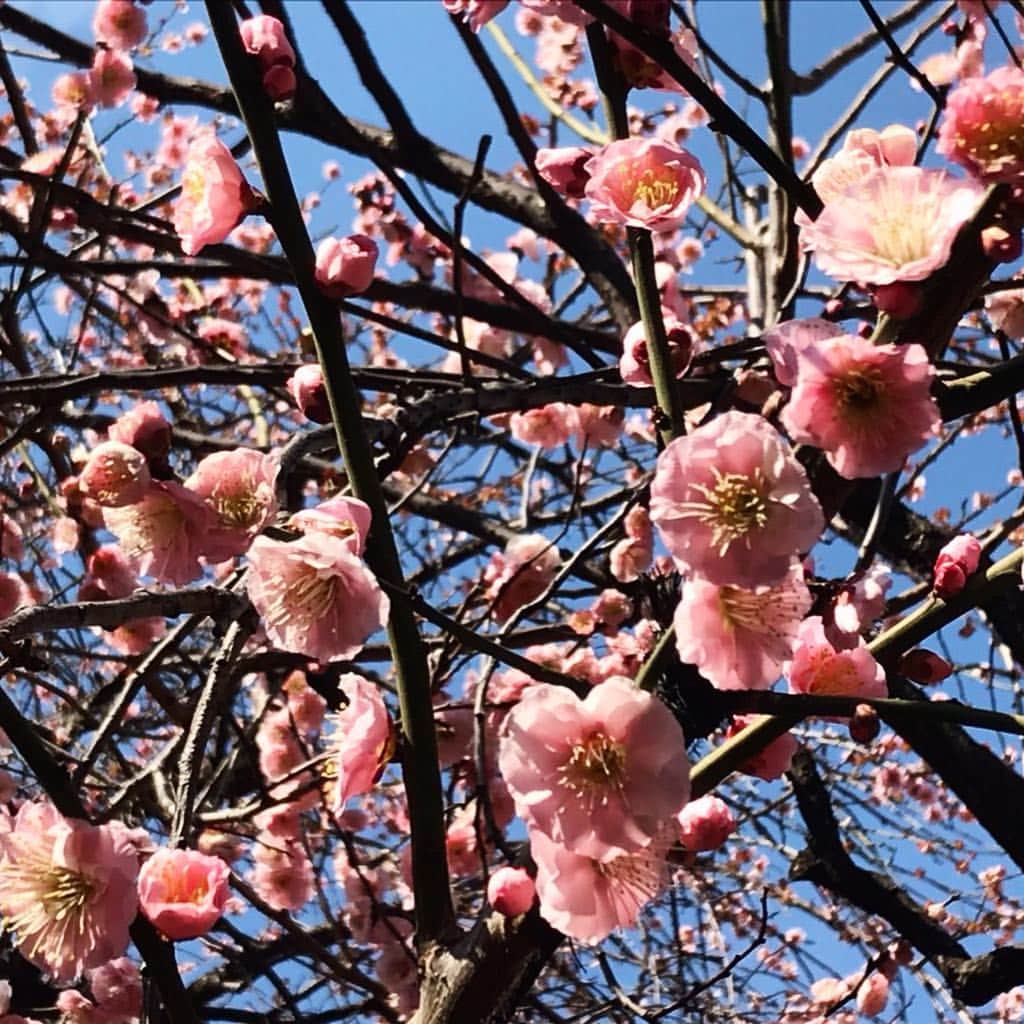 森永製菓のインスタグラム：「【 #お出かけエンゼル 〜梅まつり編〜】 蕾がふくらみ花開いた梅を観賞してきました。 . 梅にもいろいろな種類があるようです。 梅干しで有名な #南高 。 #白加賀 #寒紅梅 #豊後 #想いのまま … 白色や薄紅色の特徴以外に、名前も趣があります。 . #森永 #森永製菓 #morinaga #春の訪れ を告げる #梅まつり #日差し が #暖かい #梅 #梅観賞」
