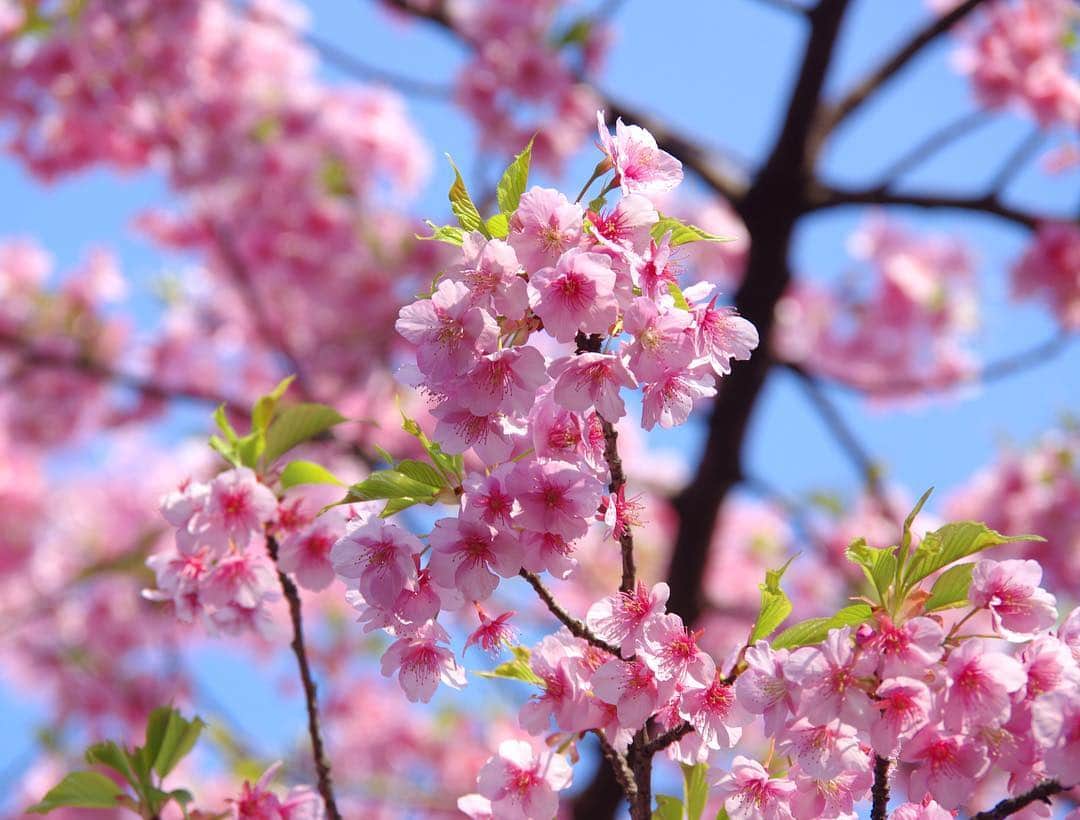 高橋優太のインスタグラム：「◆撮影データ更新◆ 青空背景の桜です🌸  以前撮った桜とはまた違う感じですね✨ 植物も人間と同じく様々な表情が、ありますよね👍  #桜#河津桜 #はなまっぷ #ファインダー越しの私の世界 #青空 #お写ん歩 #写真好きな人と繋がりたい #写真撮ってる人と繋がりたい#かこそら #カコソラ」