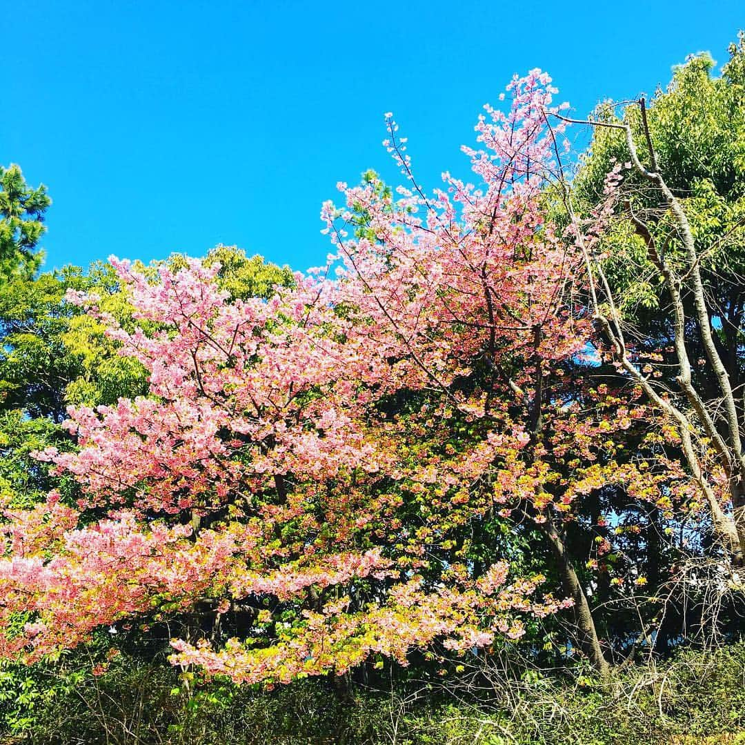 珠洲春希さんのインスタグラム写真 - (珠洲春希Instagram)「舞浜へ。 と言ってもディズニーランドではなく、お仕事の下見にアンフィアシアターへ。 昔あんなに好きだったディズニーランドには、久しく訪れておりません。  途中のアンバサダーホテルでは桜吹雪が🌸。 沢山のミッキーさん達(頭にリボンや耳をつけているゲストさんが沢山いました😊)に後ろ髪を惹かれつつ、心惹かれつつ、「行きたい😭」と呟きながら、お仕事へ向かうのでした。  現場を見て、 こうしてみたい✨、あれやりたい⚡️ これ出来る…？ と、構想膨らみウキウキワクワクしております。  #舞浜 #ディズニーリゾート #イクスピアリ #アンフィアシアター  #アンバサダーホテル #仕事だもの」3月13日 15時36分 - harukisuzu54