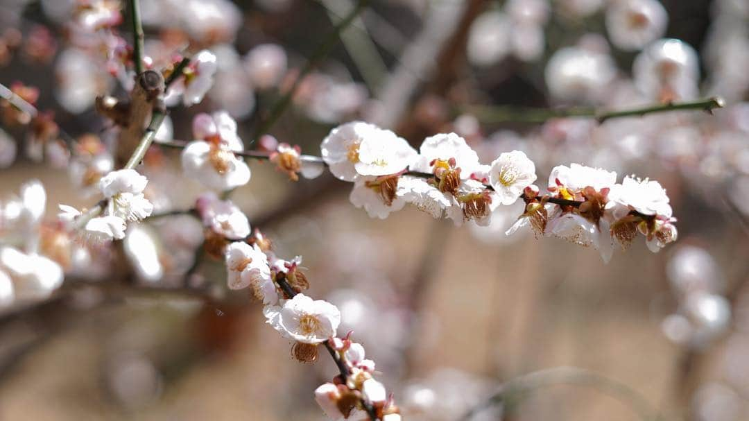 ロシアン佐藤さんのインスタグラム写真 - (ロシアン佐藤Instagram)「山口行った時に寄った、瑠璃光寺  五重塔が見事でした。  途中で飲んだ甘酒がねっとり優しい甘さをしててめちゃくちゃ美味しかった。  こんぴらさんとか、一畑薬師さんとかの分社があって面白かった😳  #瑠璃光寺 #山口県 #五重塔 #寺 #temple」3月13日 18時53分 - i_am_hito.chin